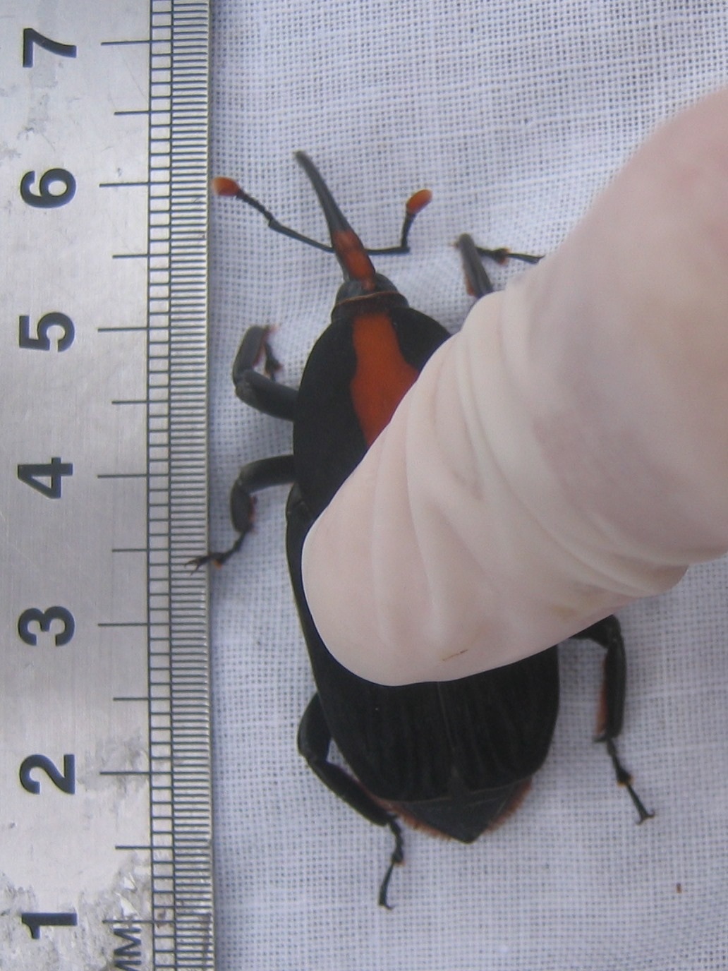 Rhynchophorus vulneratus