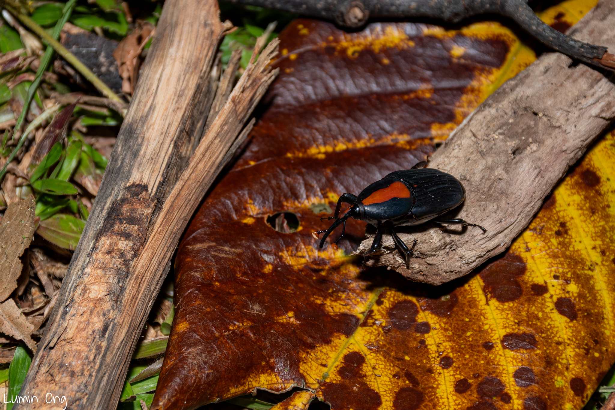 Rhynchophorus vulneratus