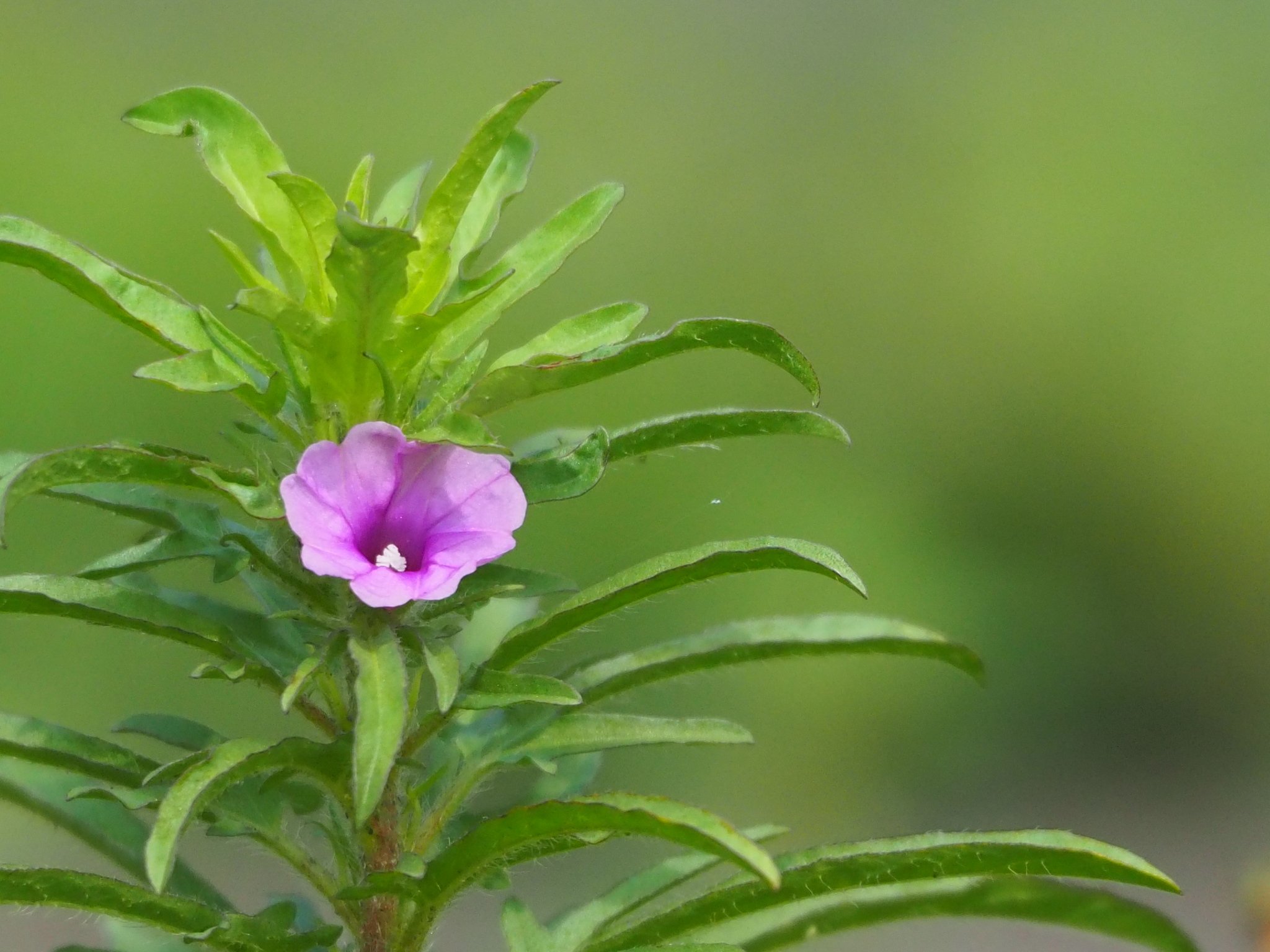 Ipomoea polymorpha