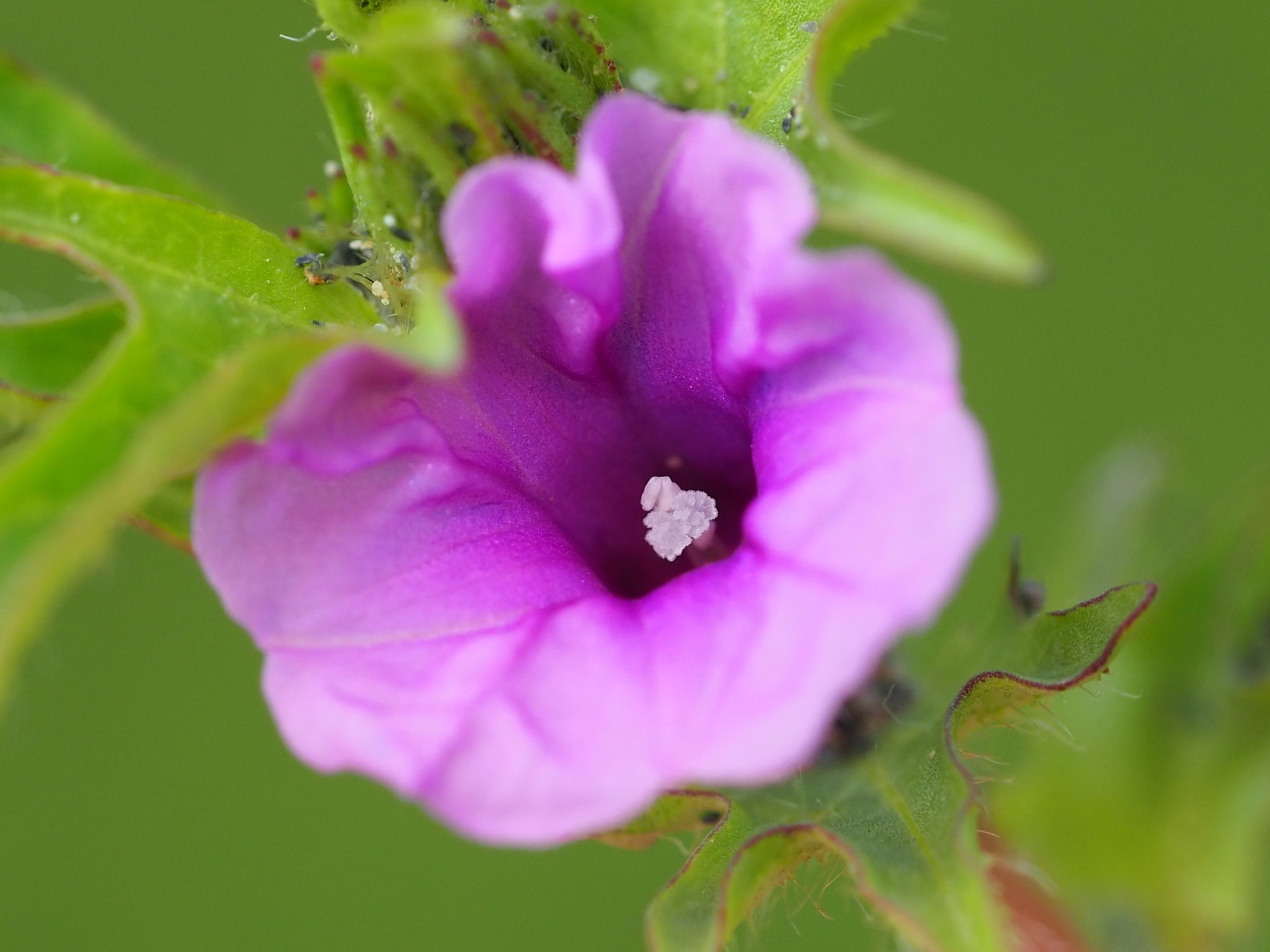 Ipomoea polymorpha