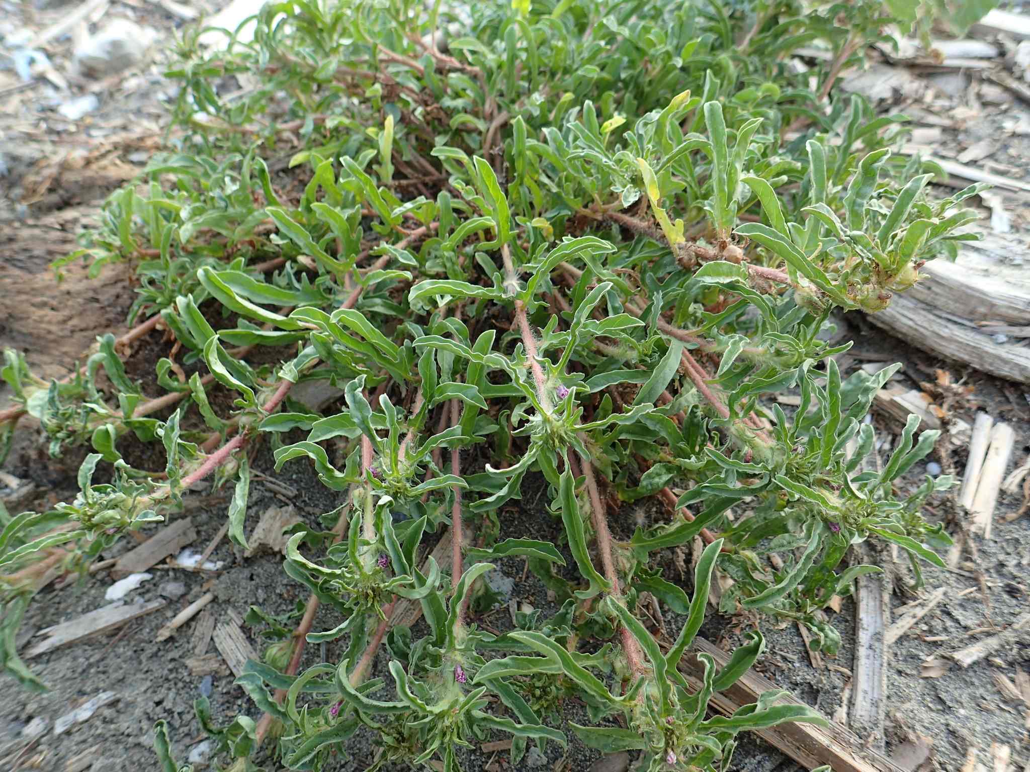 Ipomoea polymorpha