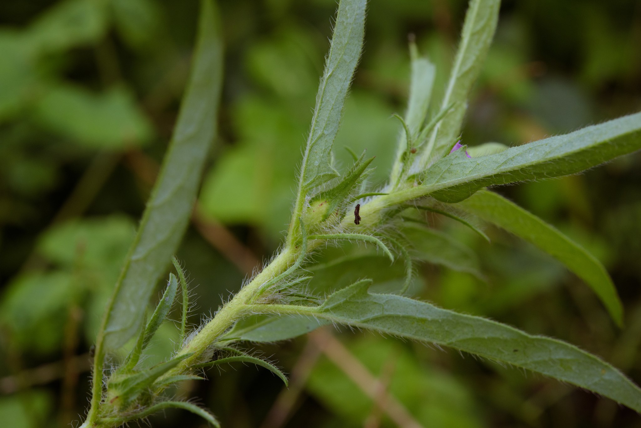 Ipomoea polymorpha