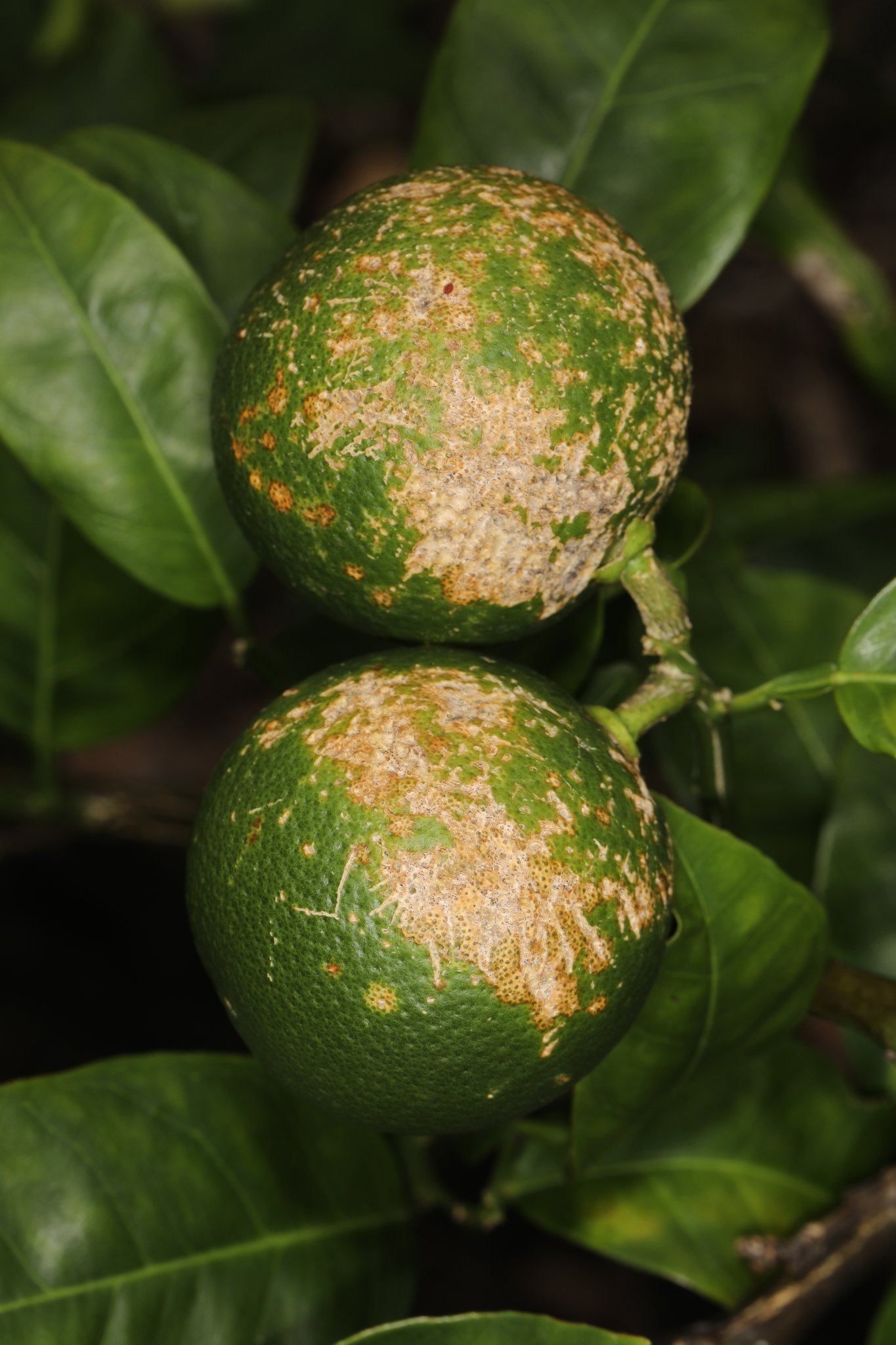 Diaporthe citri