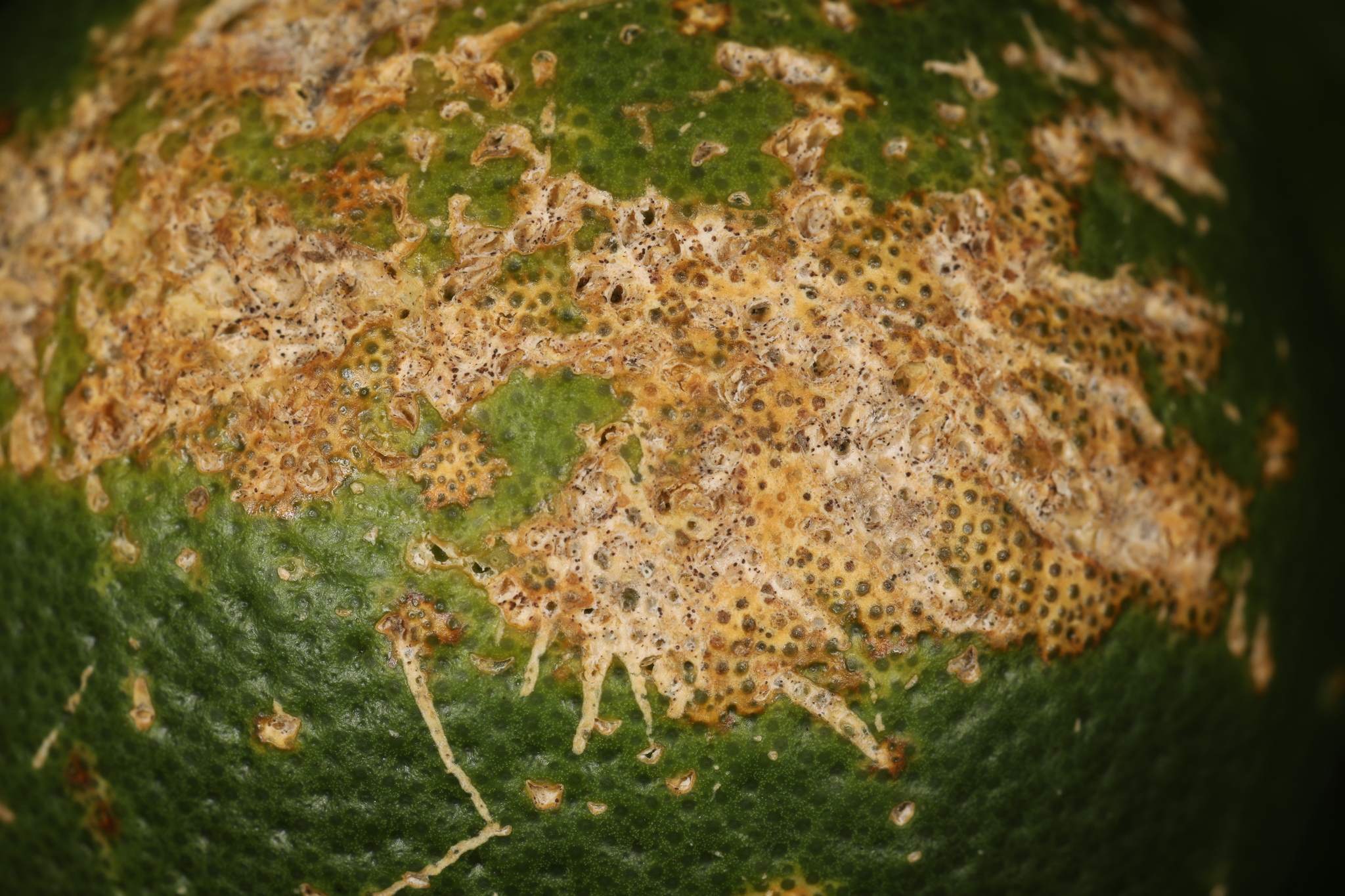 Diaporthe citri