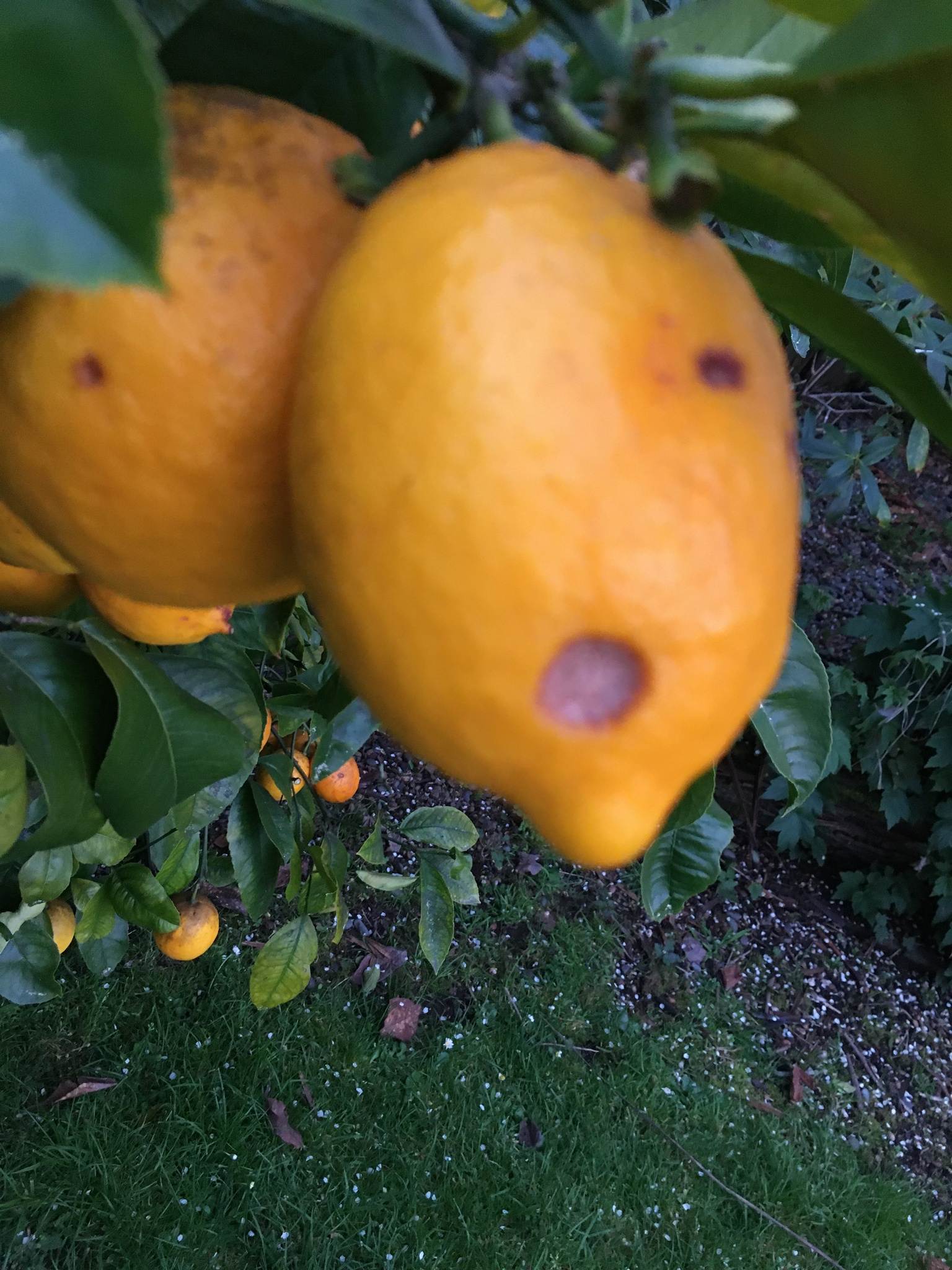 Diaporthe citri