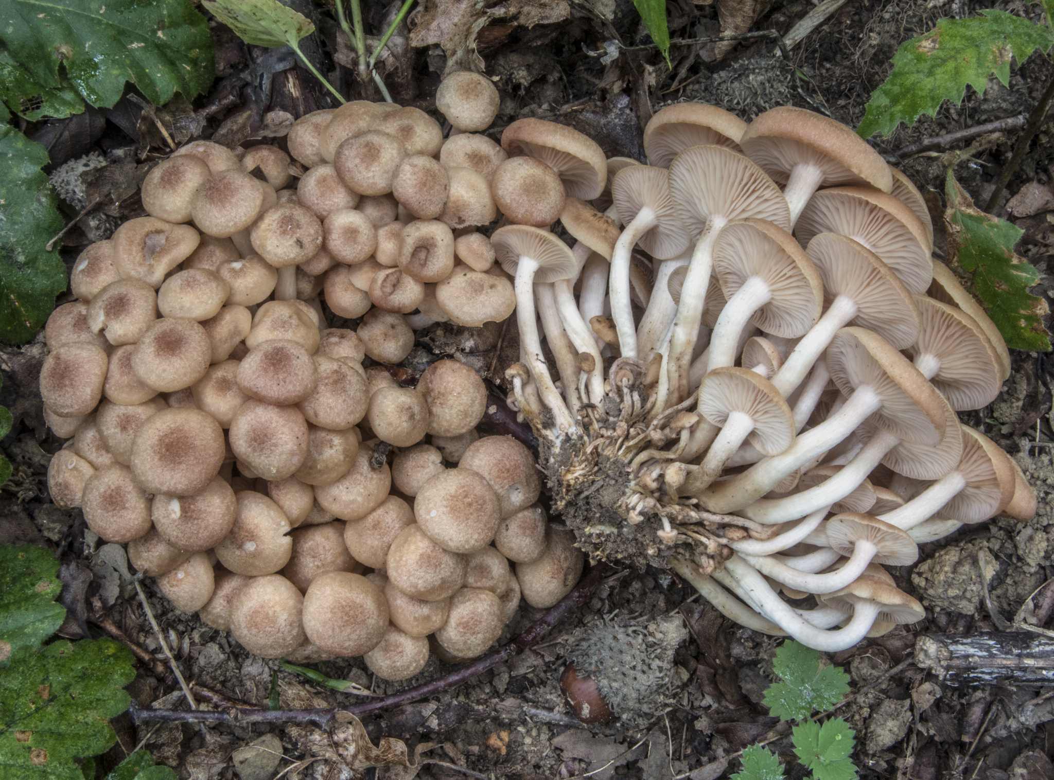 Desarmillaria tabescens