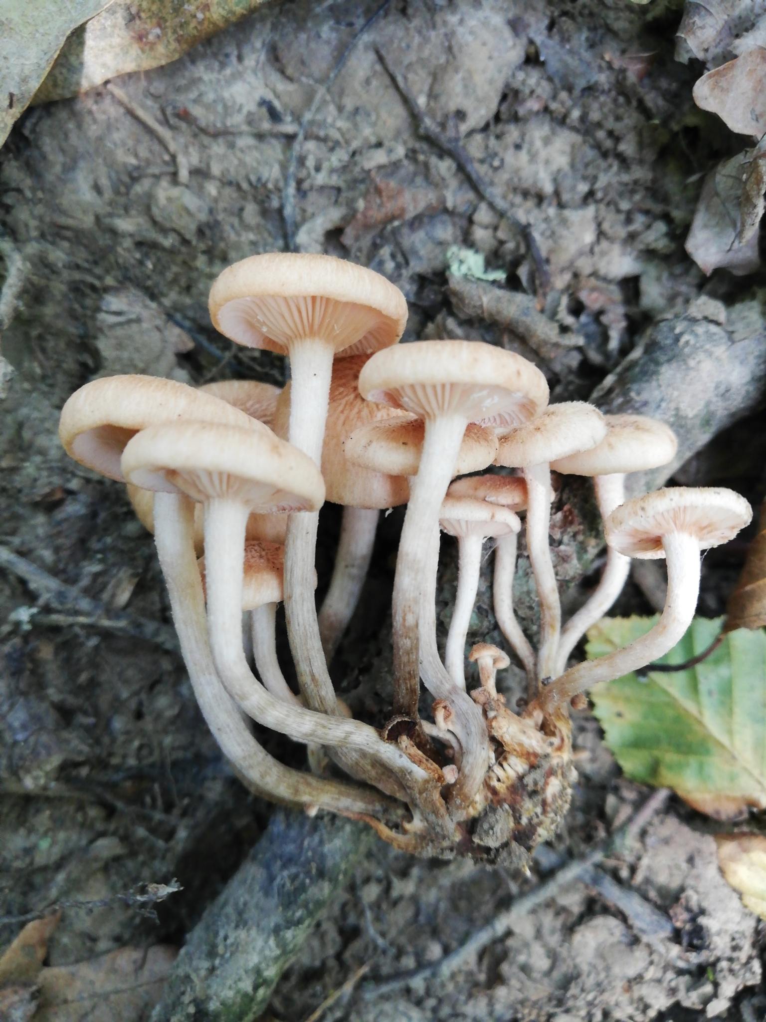 Desarmillaria tabescens