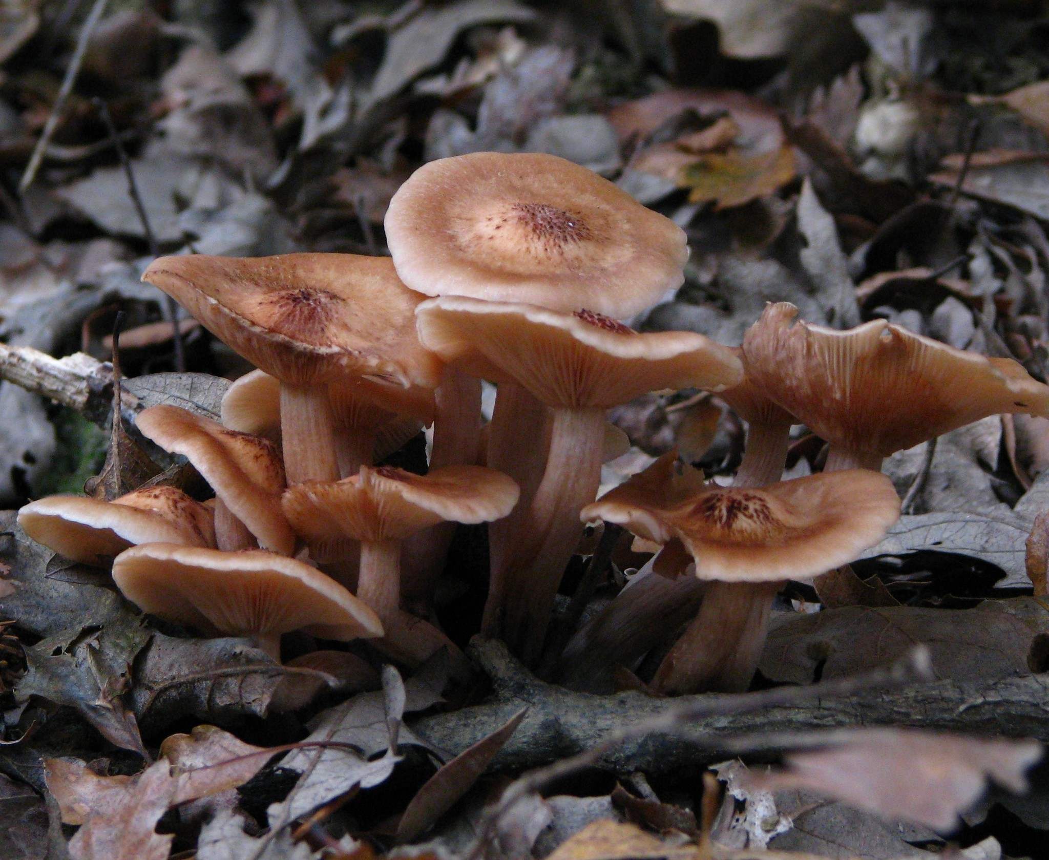 Desarmillaria tabescens