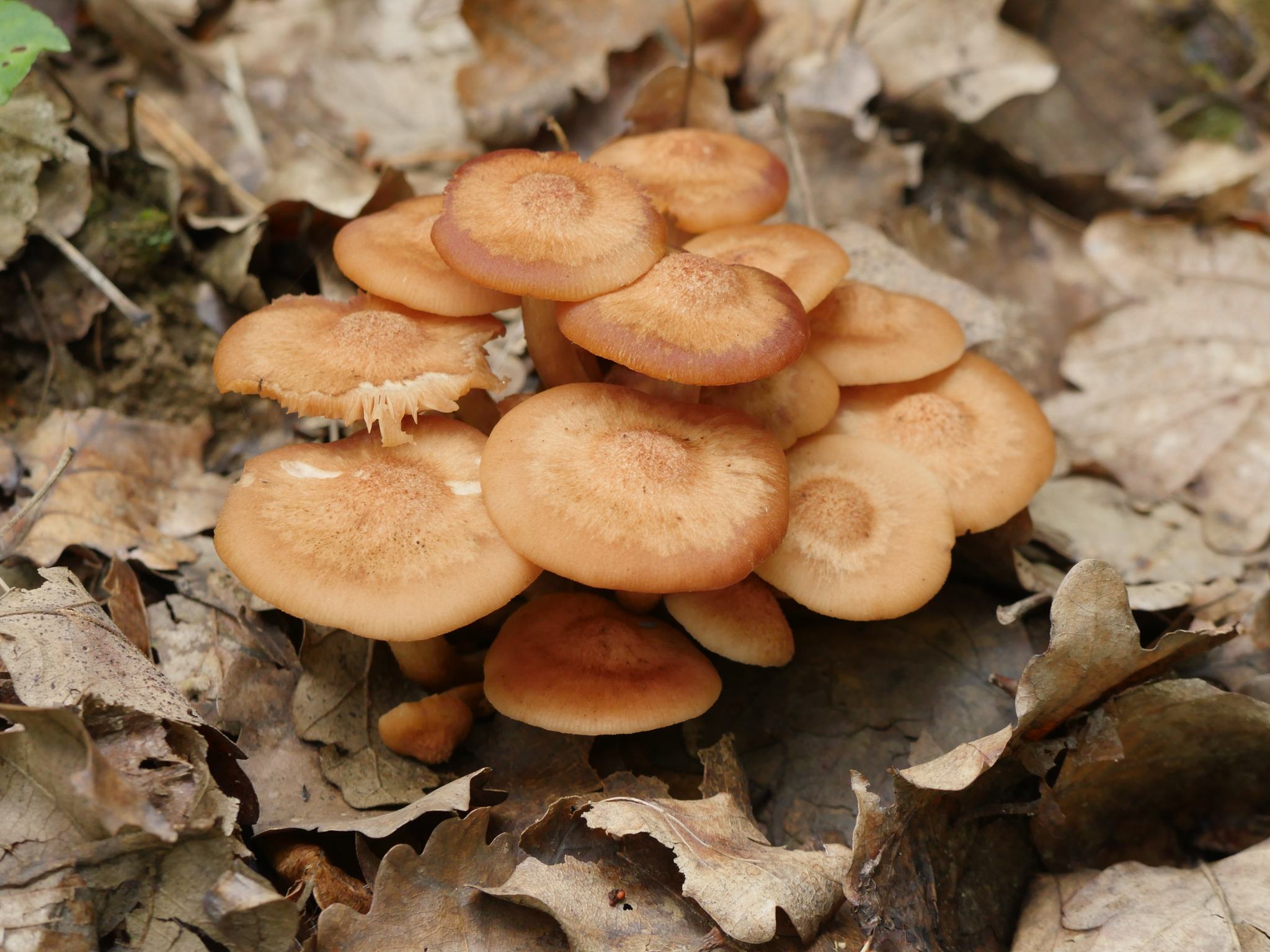 Desarmillaria tabescens