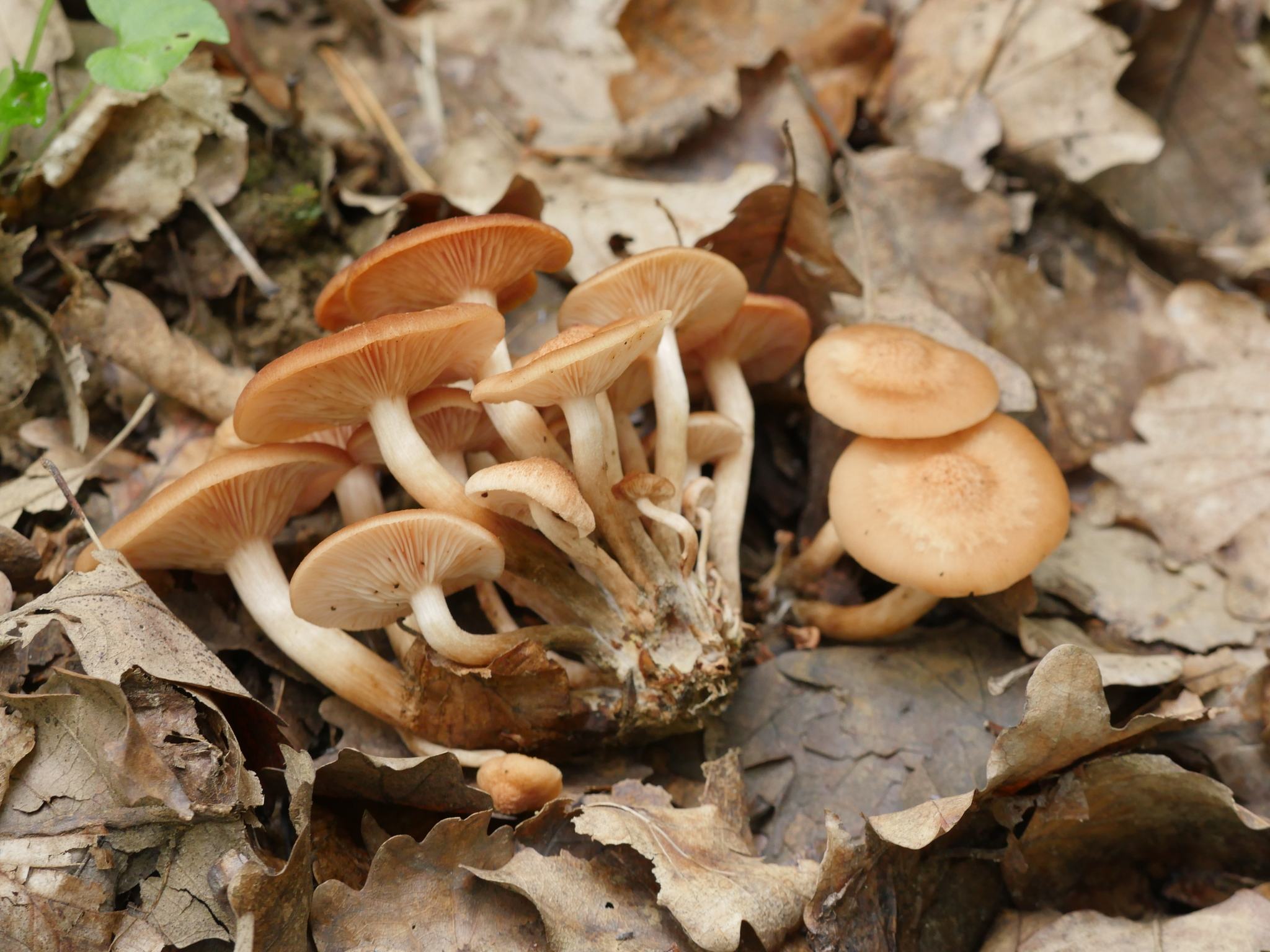 Desarmillaria tabescens