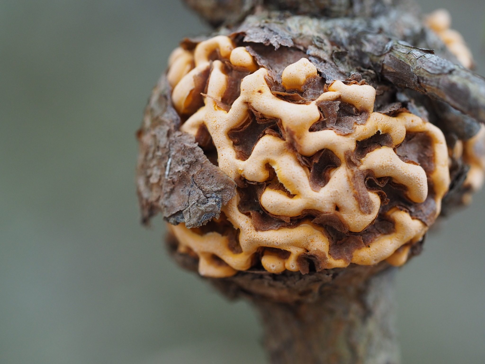 Cronartium quercuum