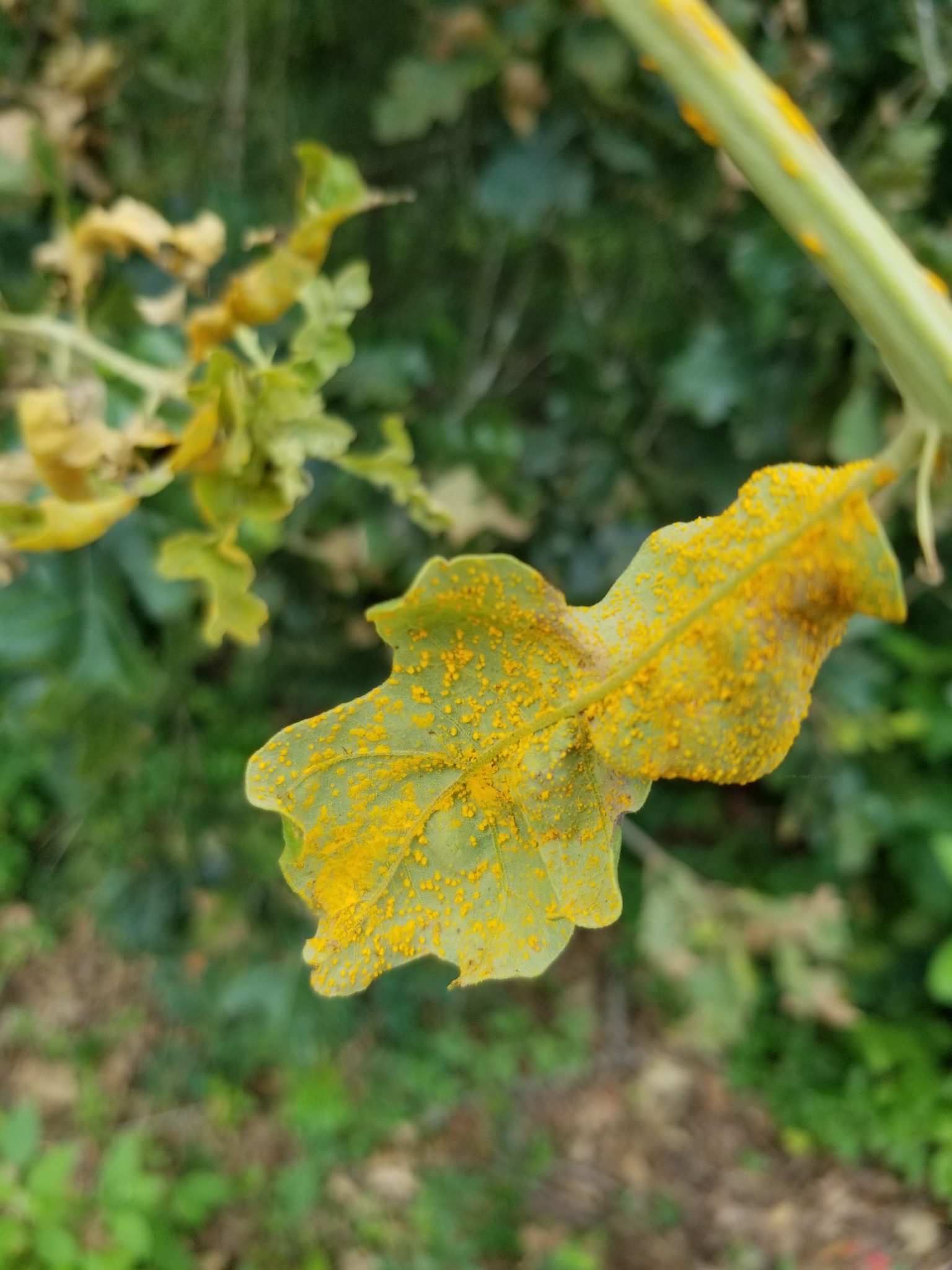 Cronartium quercuum