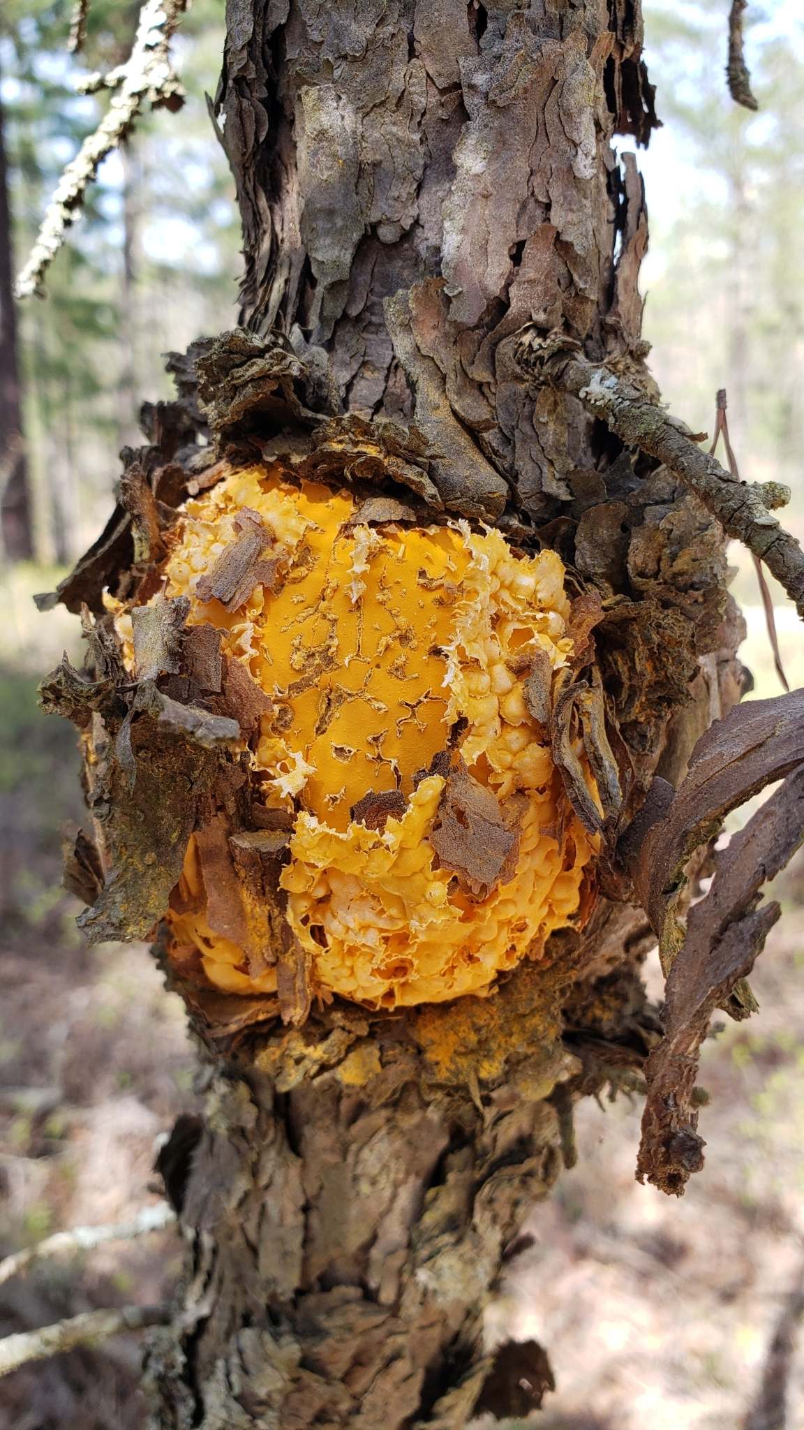 Cronartium quercuum