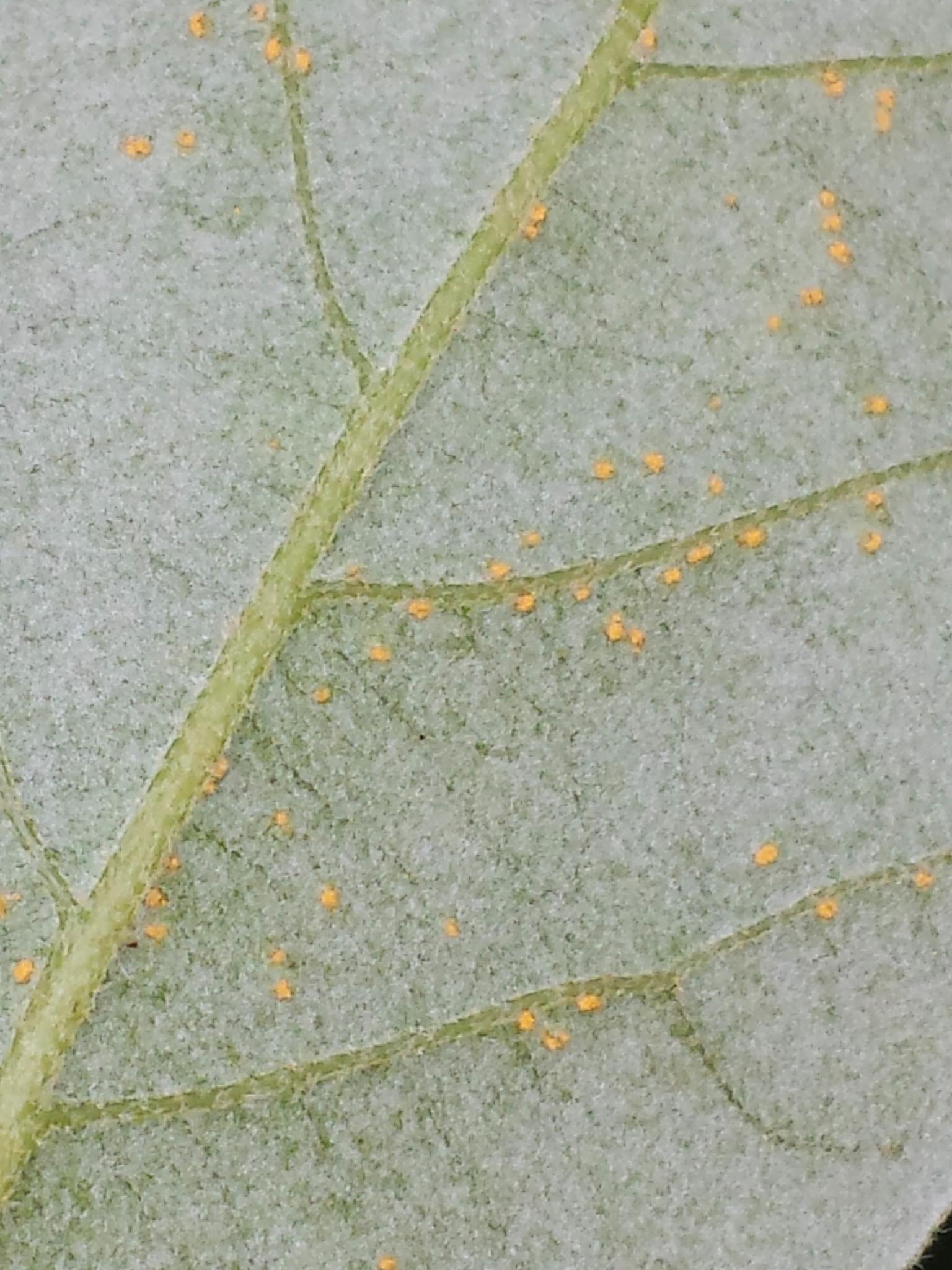 Cronartium quercuum