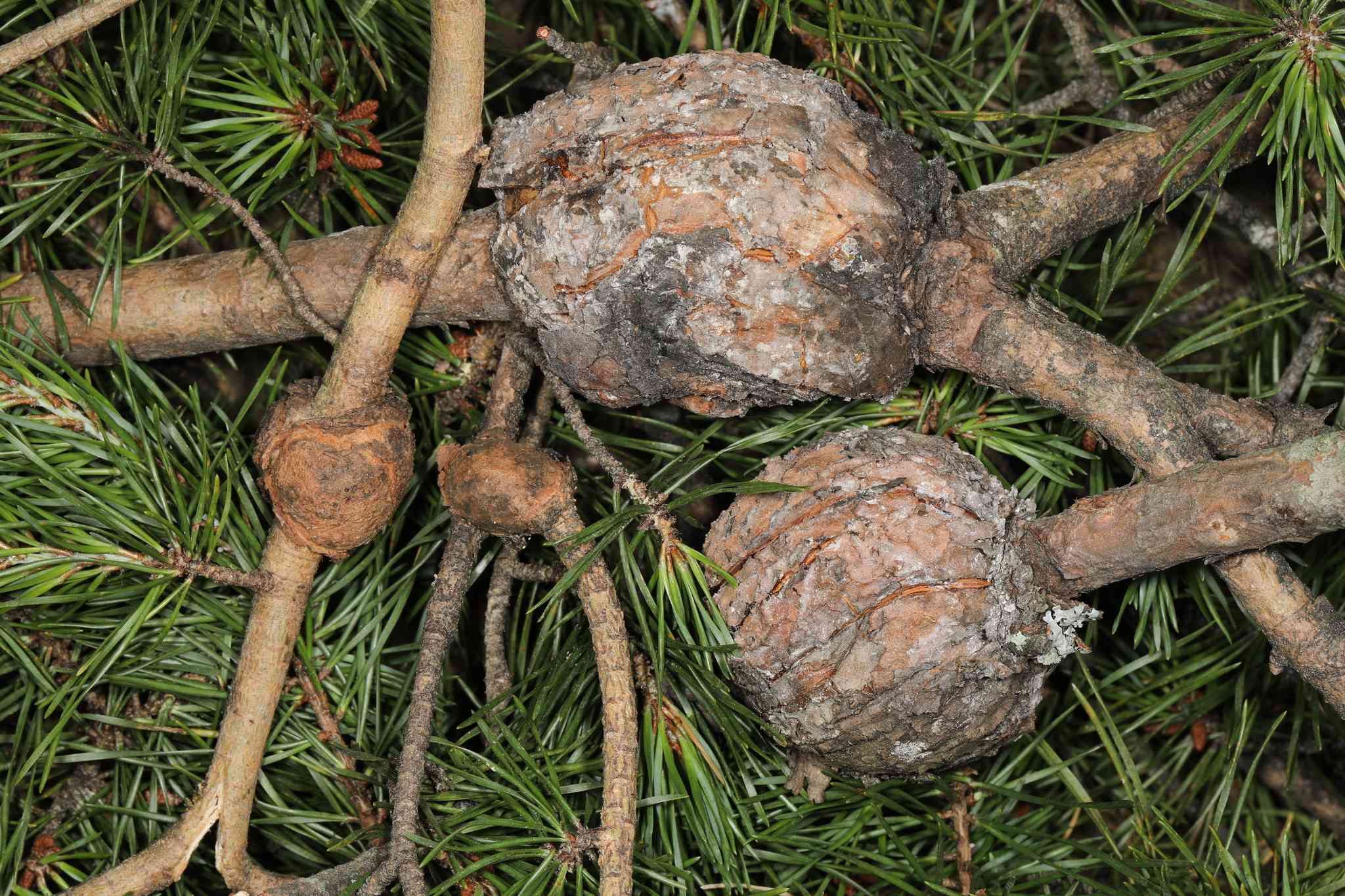 Cronartium quercuum