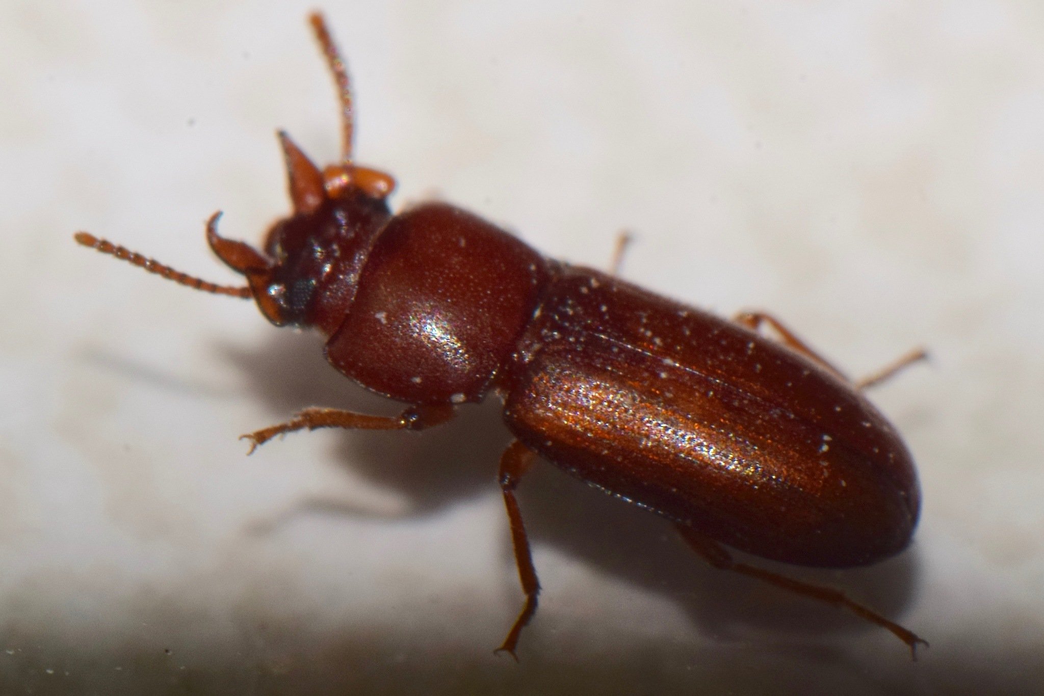 Gnatocerus cornutus