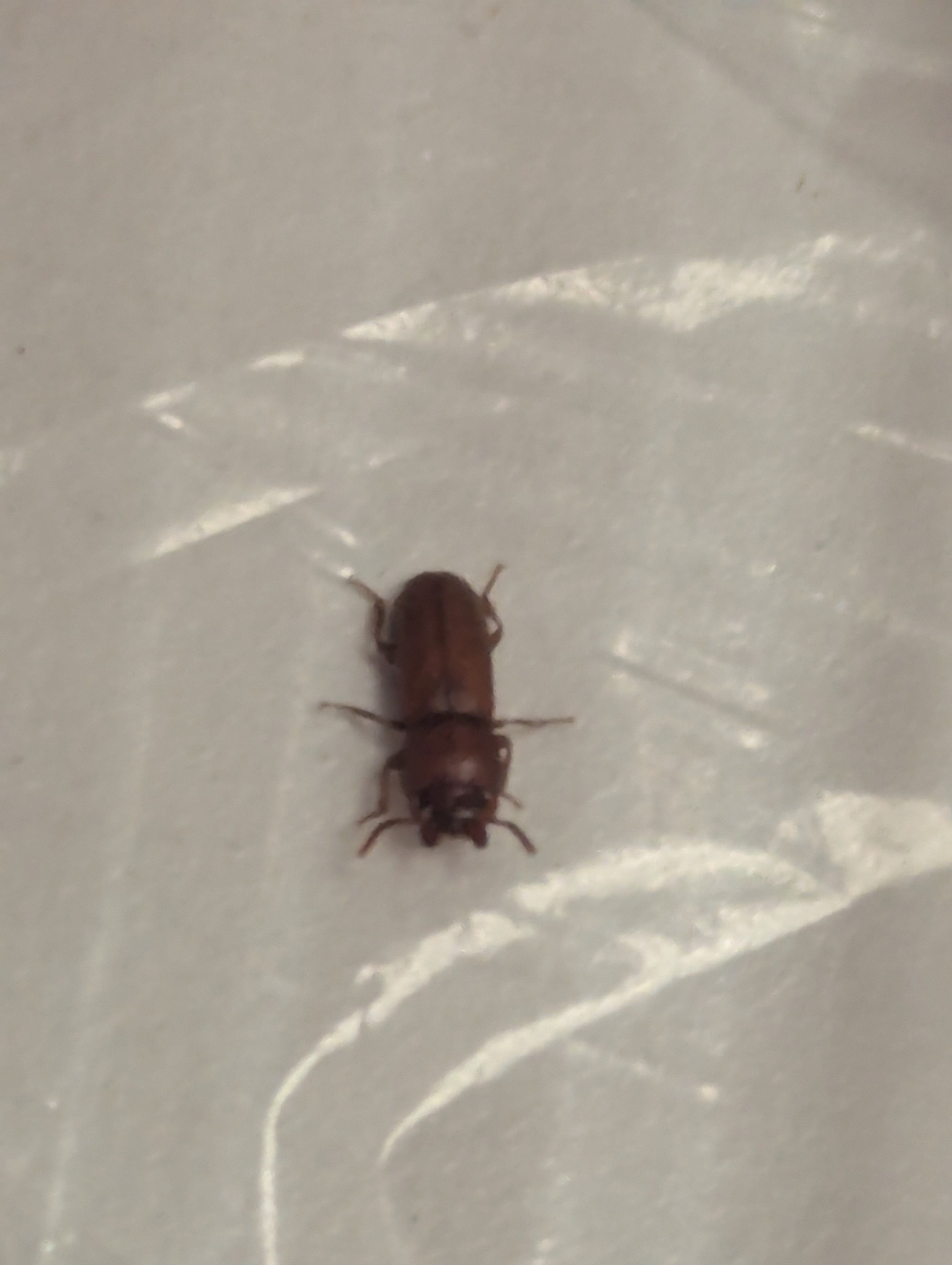 Gnatocerus cornutus