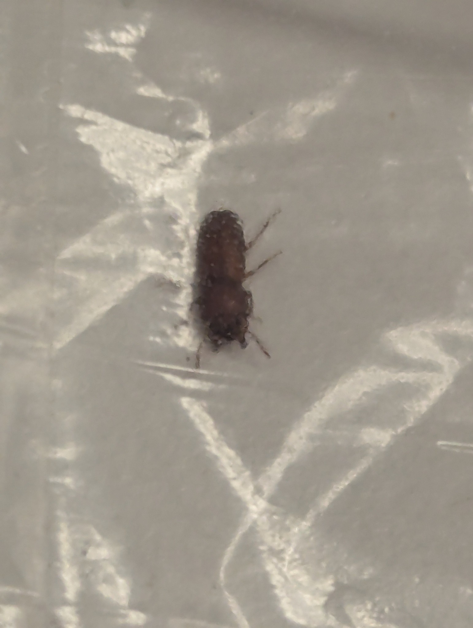 Gnatocerus cornutus