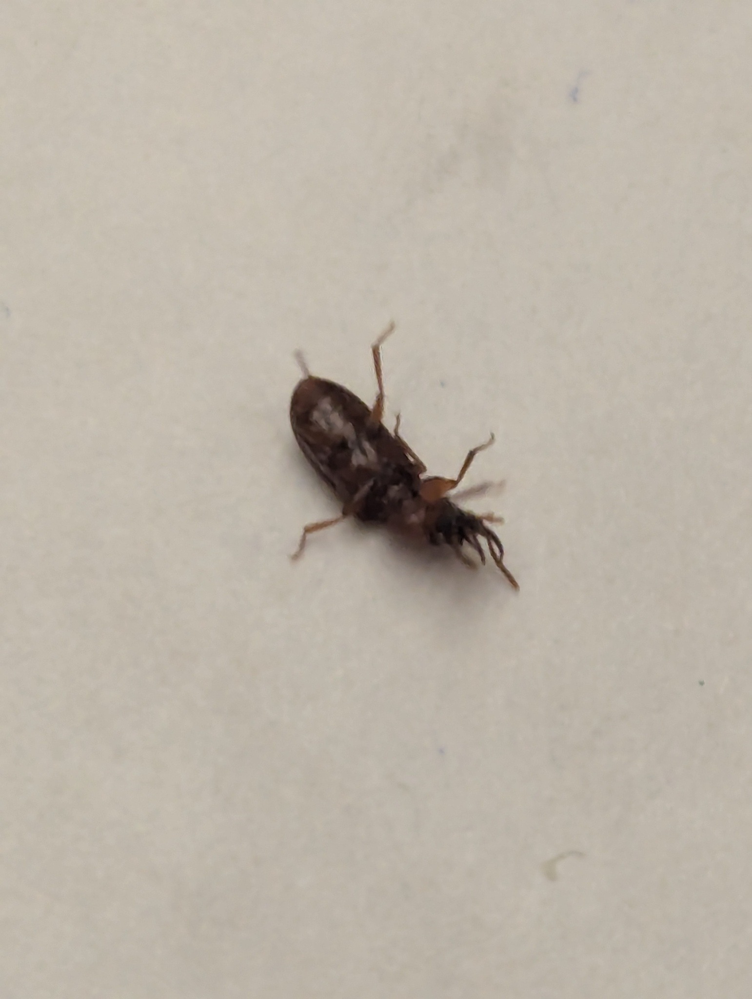 Gnatocerus cornutus