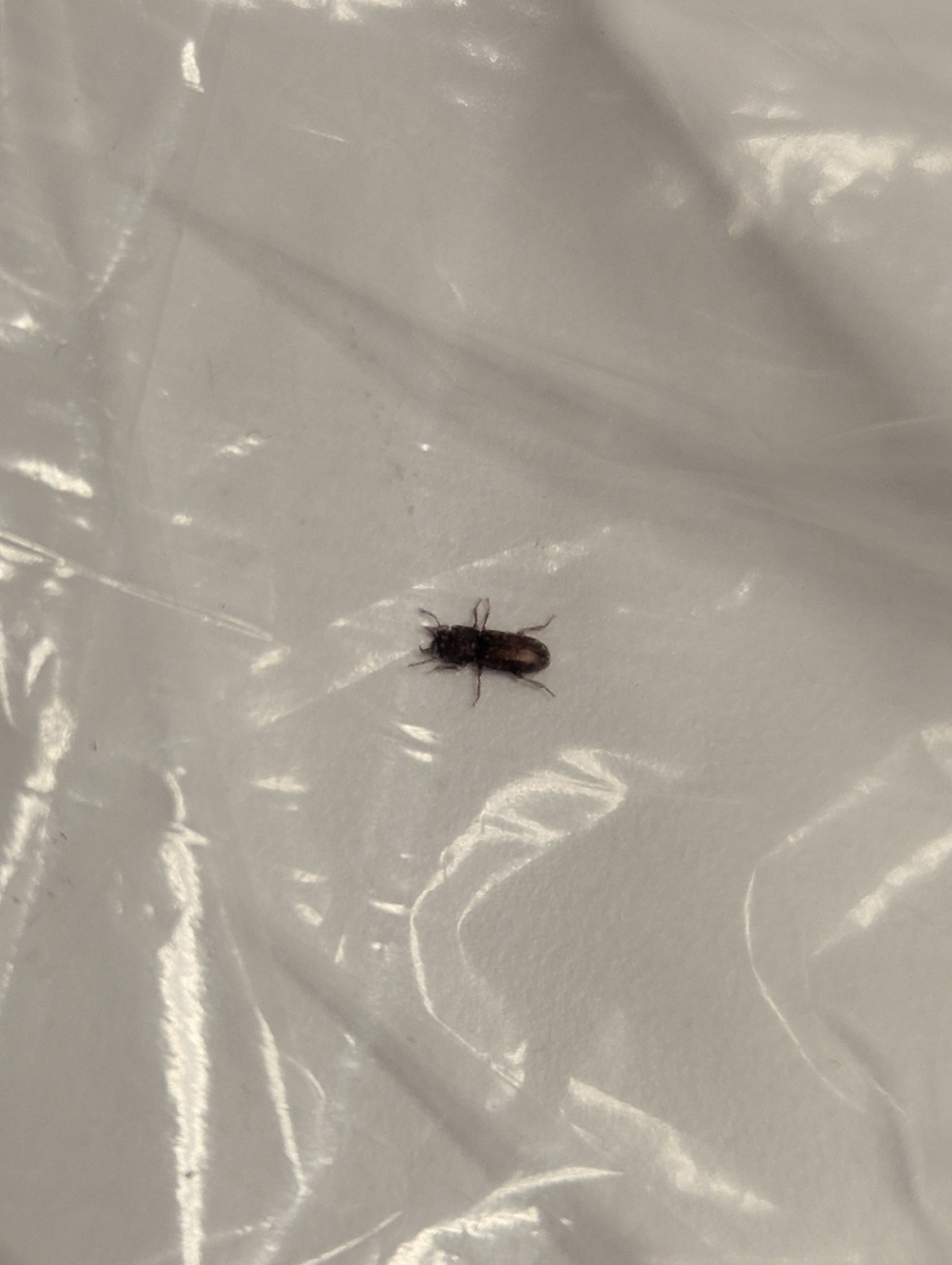 Gnatocerus cornutus