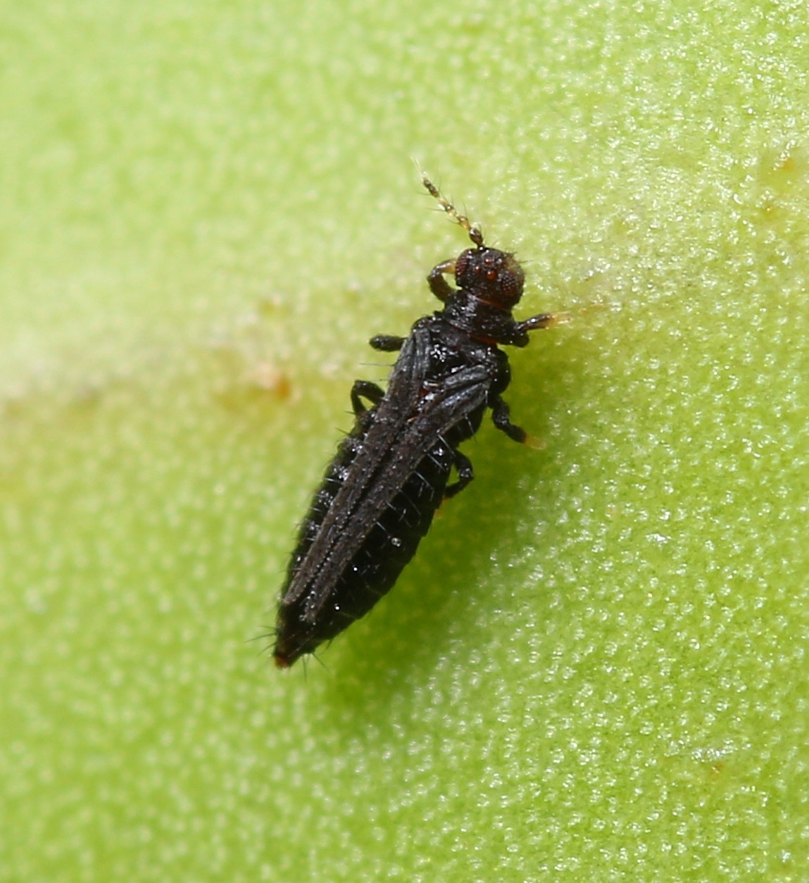 Selenothrips rubrocinctus