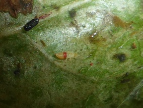 Selenothrips rubrocinctus