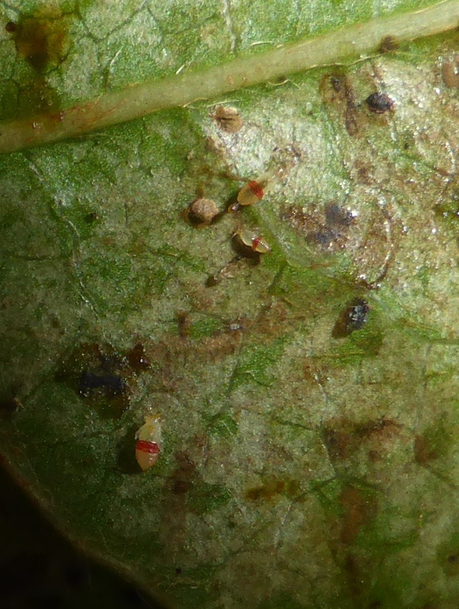 Selenothrips rubrocinctus