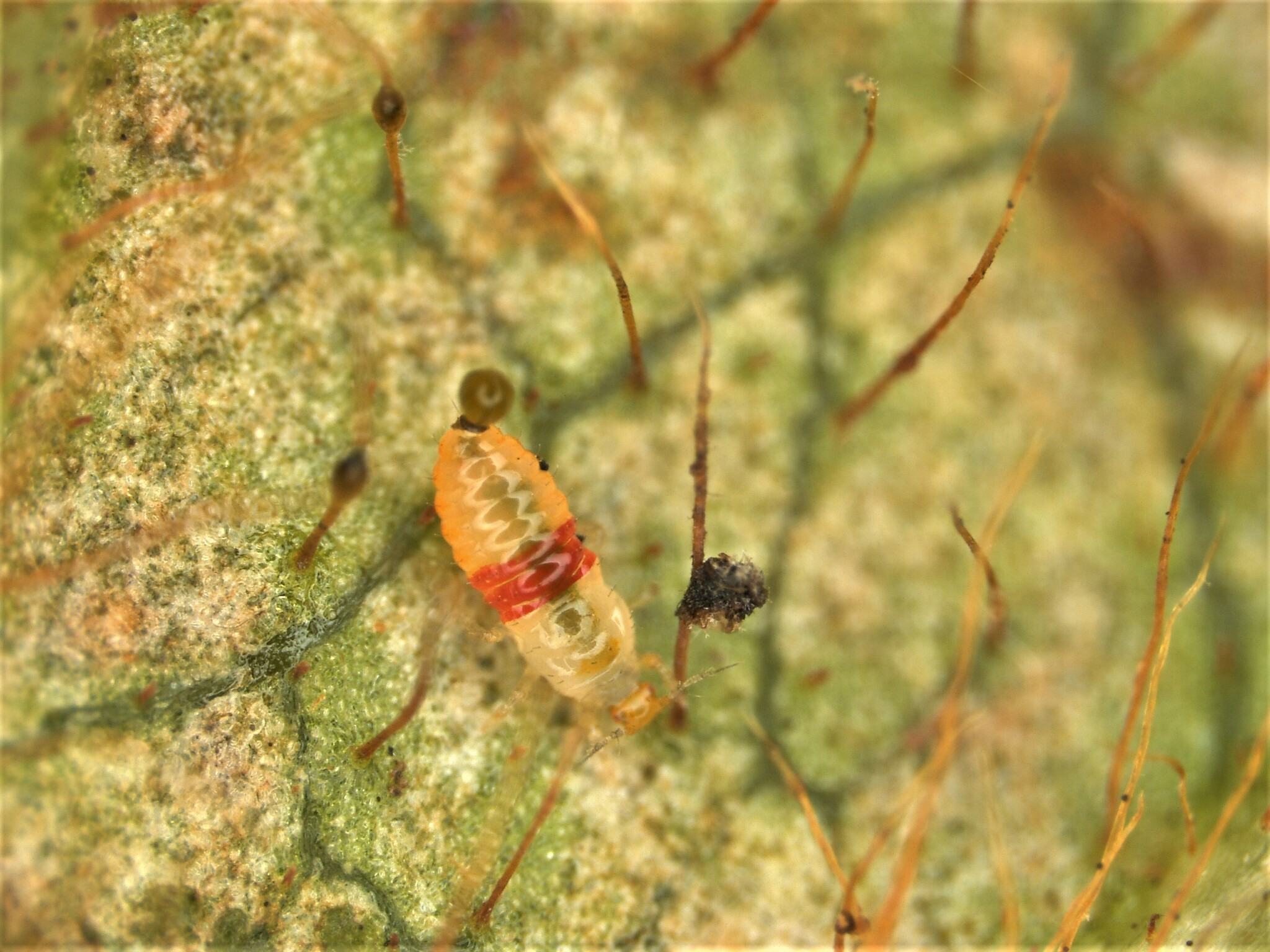 Selenothrips rubrocinctus