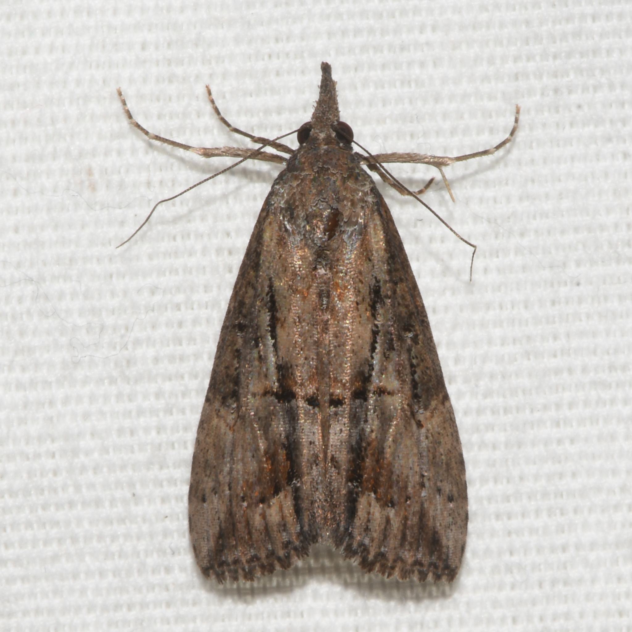 Hypena scabra