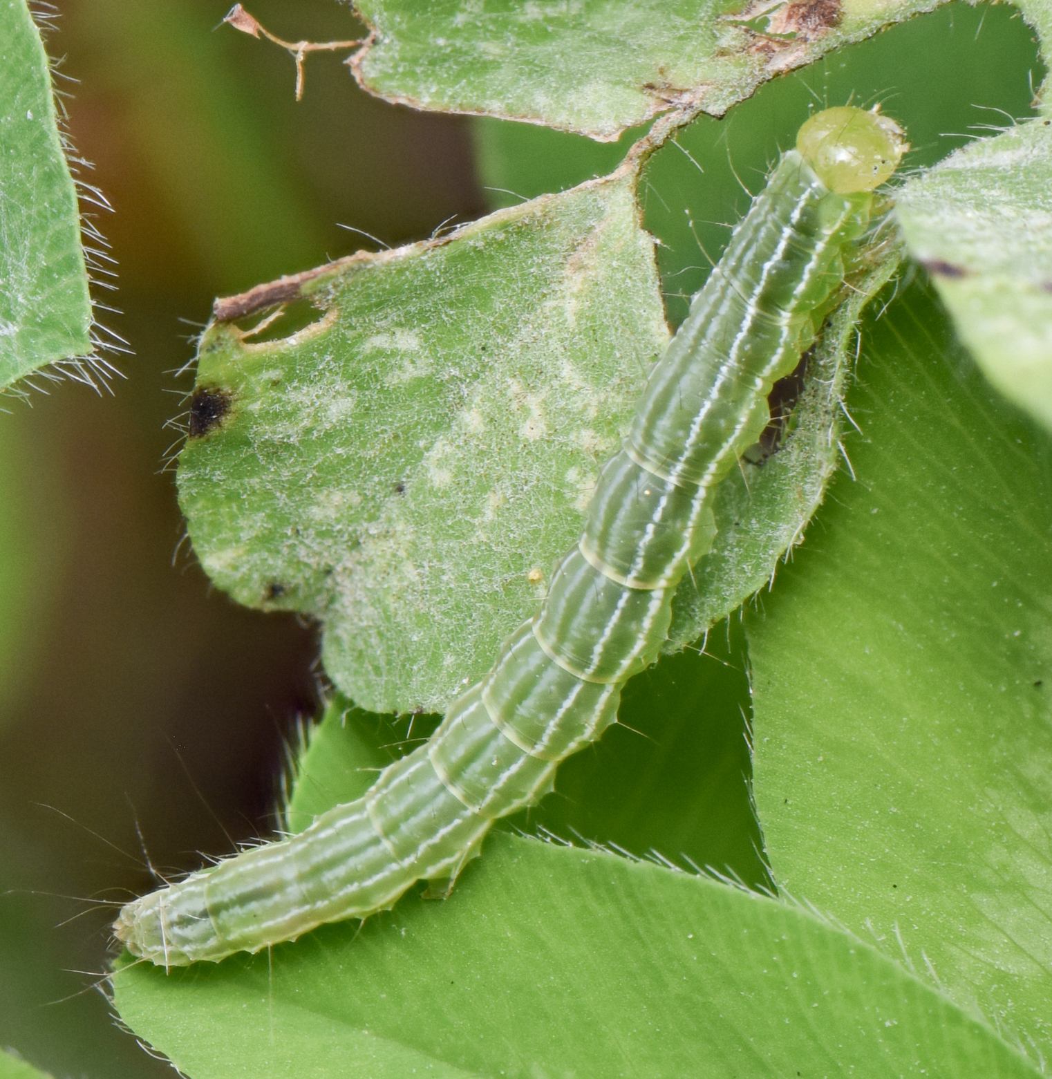 Hypena scabra