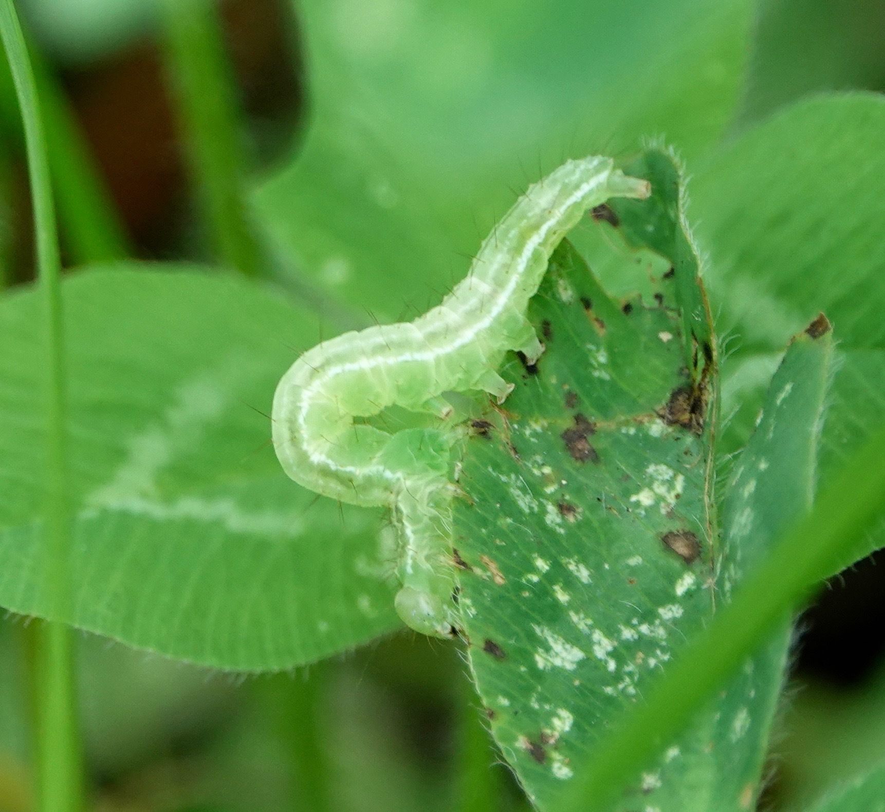 Hypena scabra