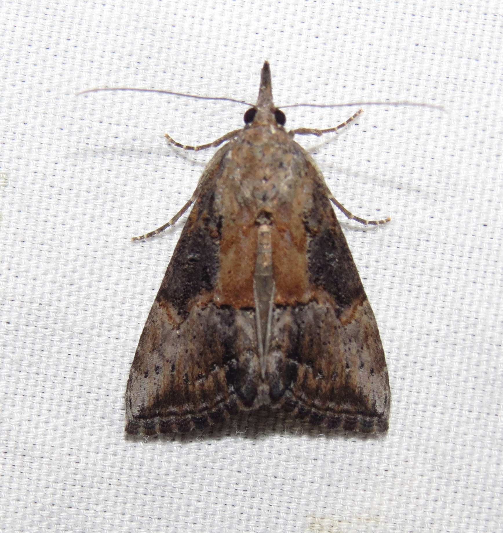 Hypena scabra