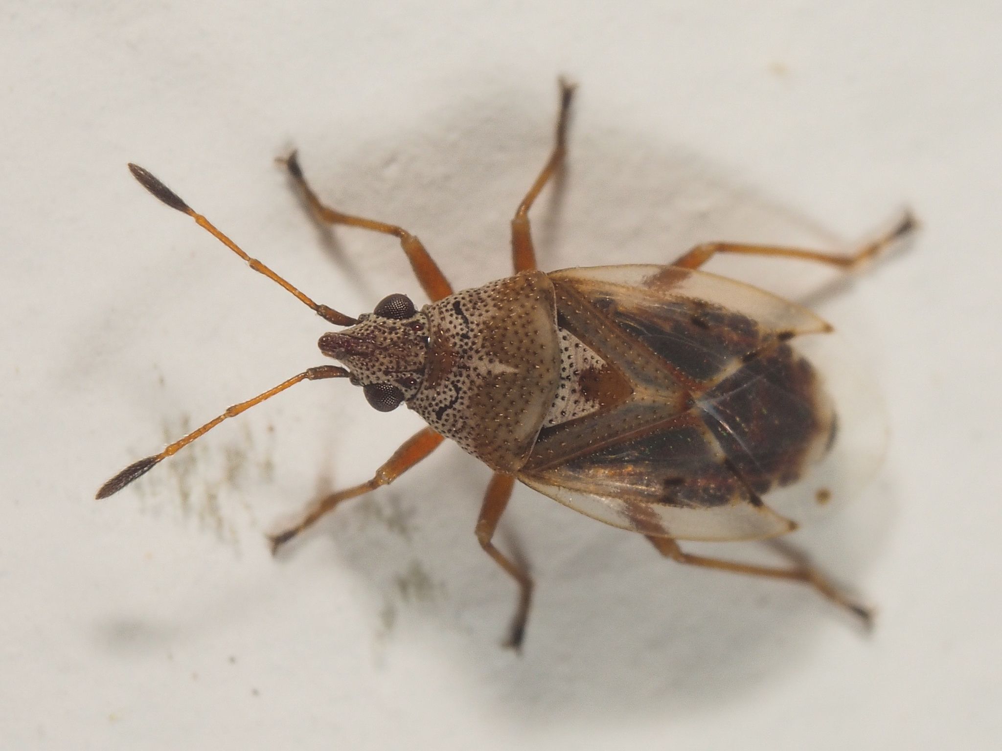 Kleidocerys ericae