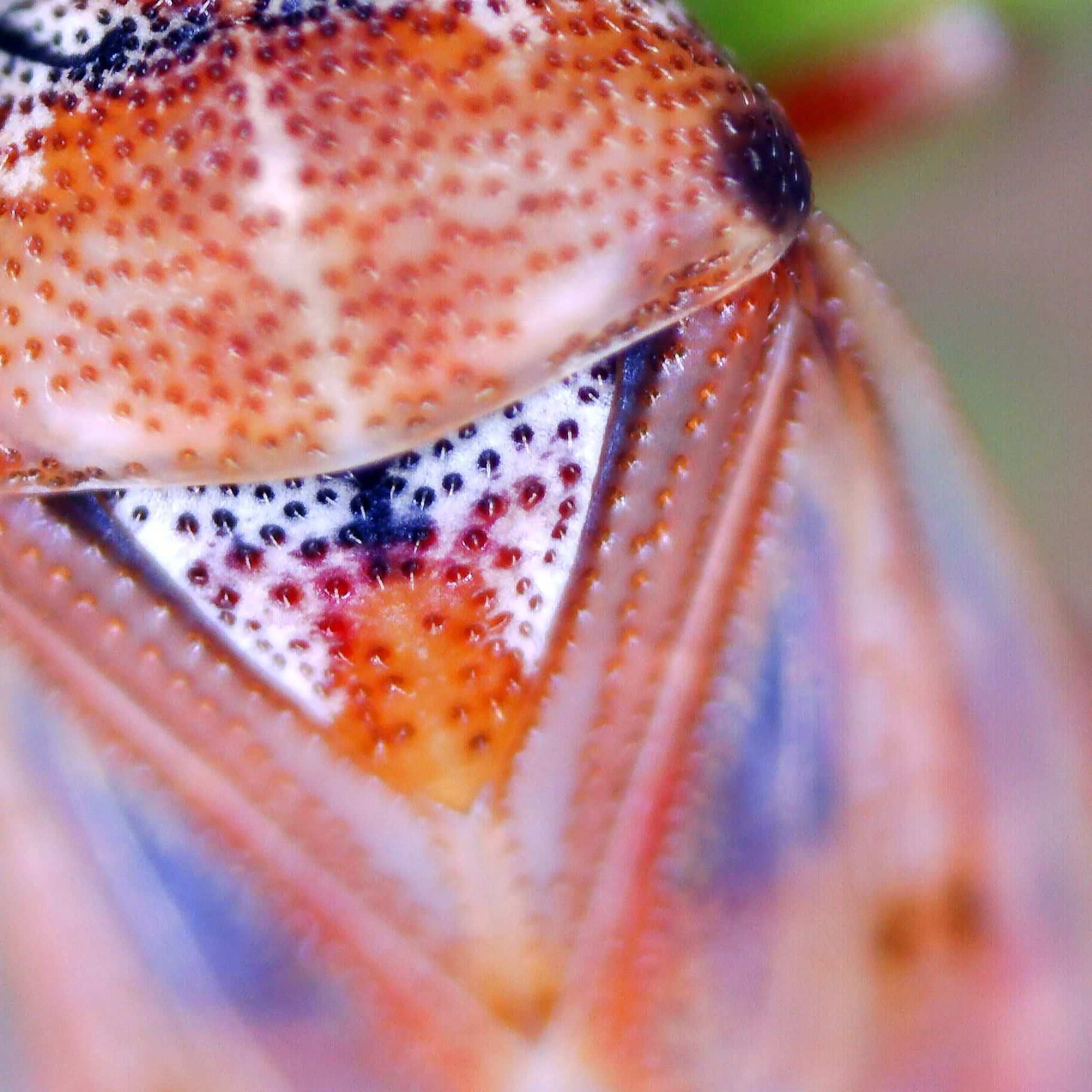 Kleidocerys ericae