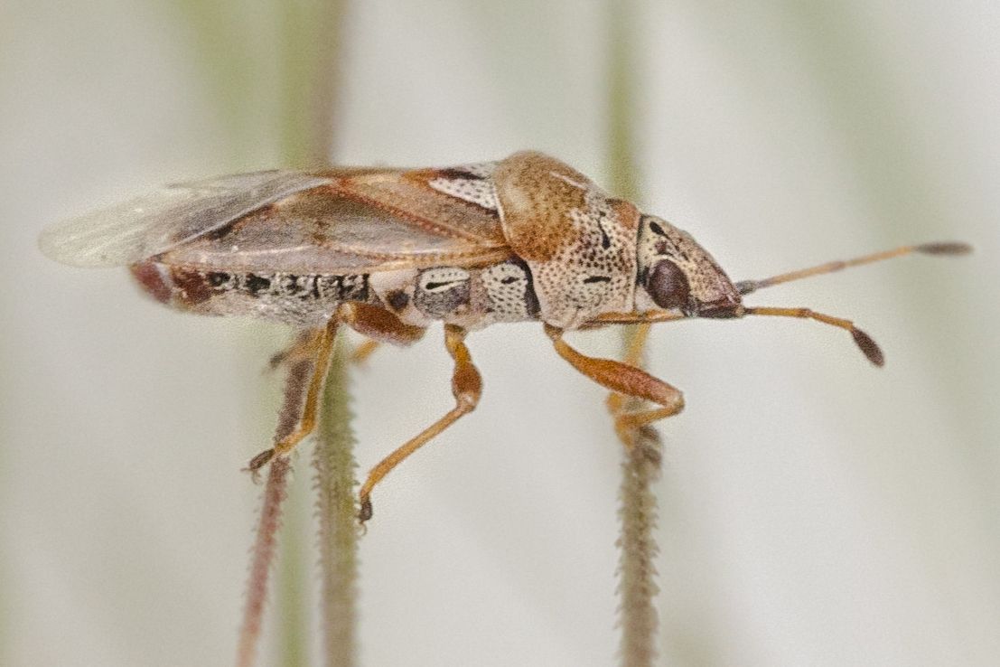 Kleidocerys ericae