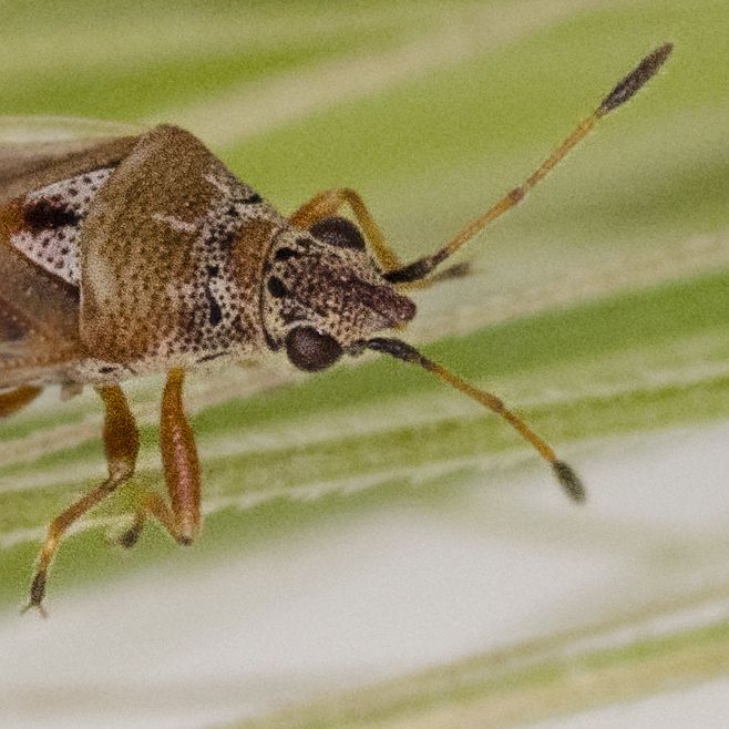 Kleidocerys ericae