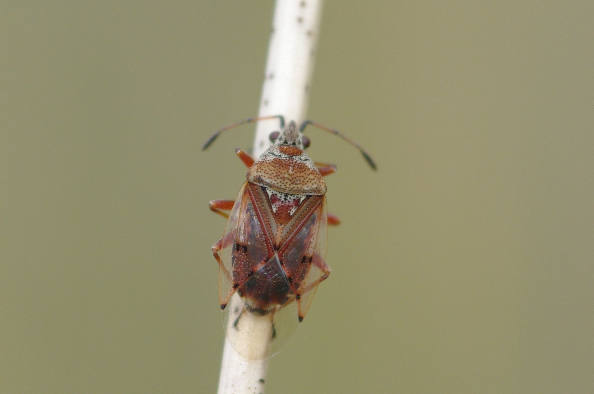Kleidocerys ericae