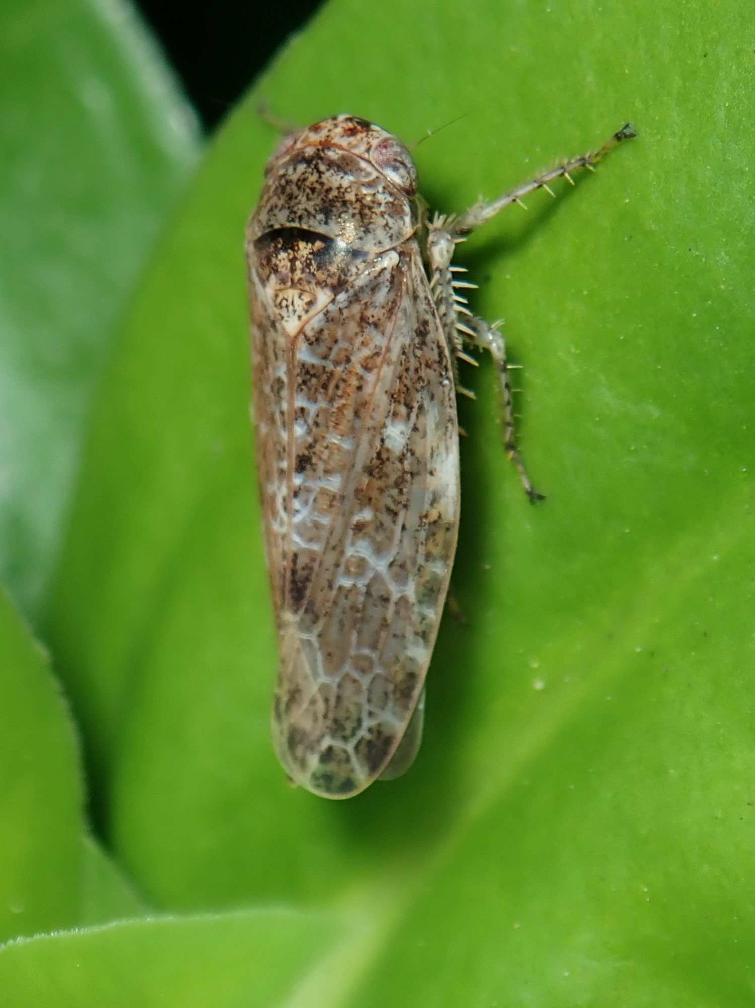 Allygidius