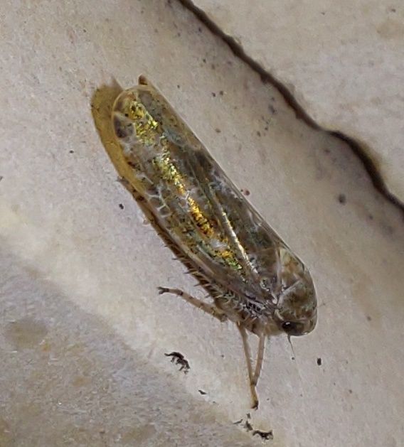Allygidius
