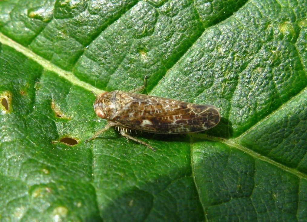 Allygidius