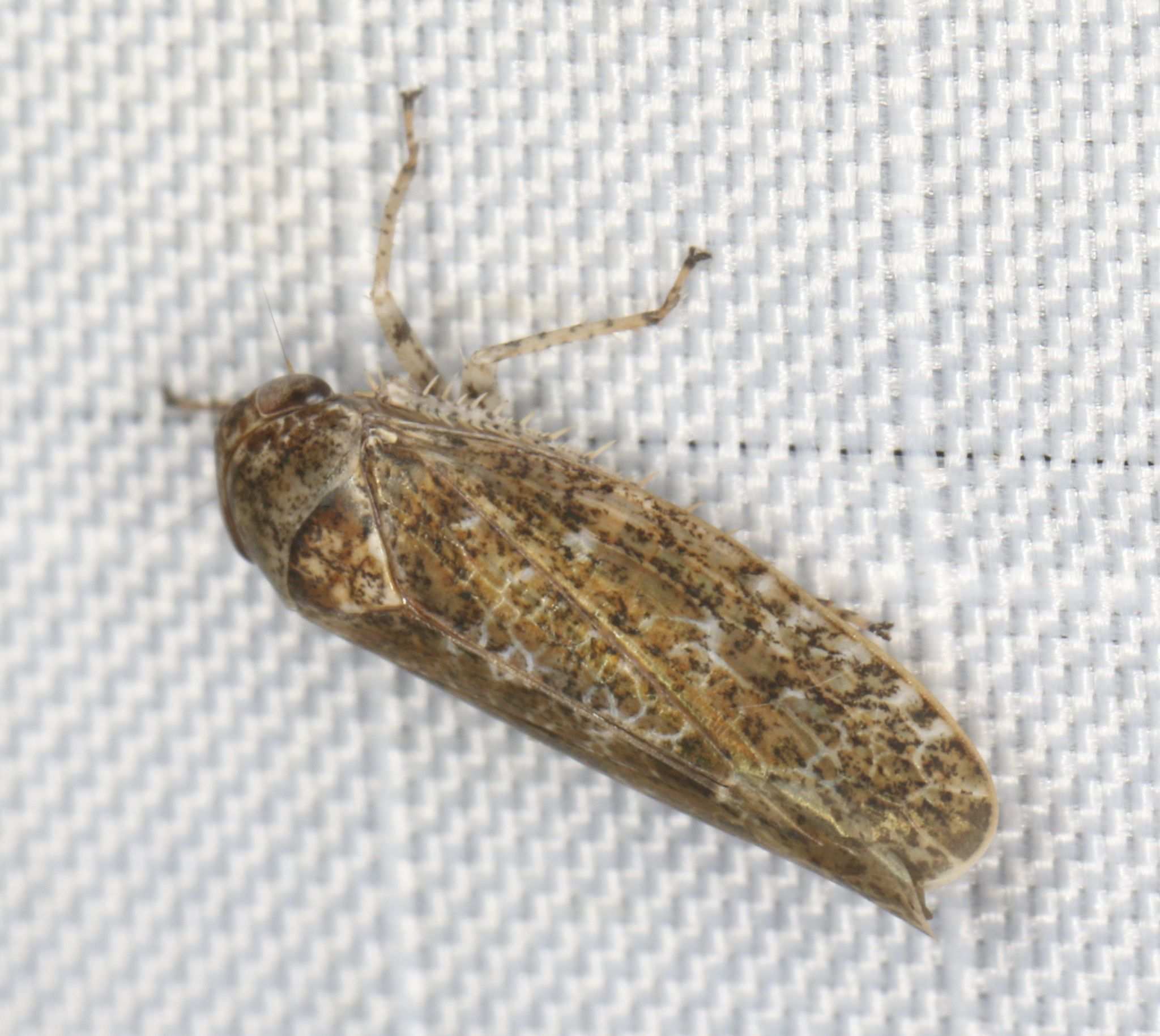 Allygidius