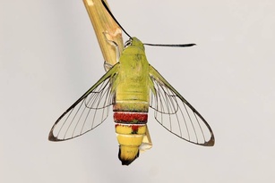 Cephonodes hylas