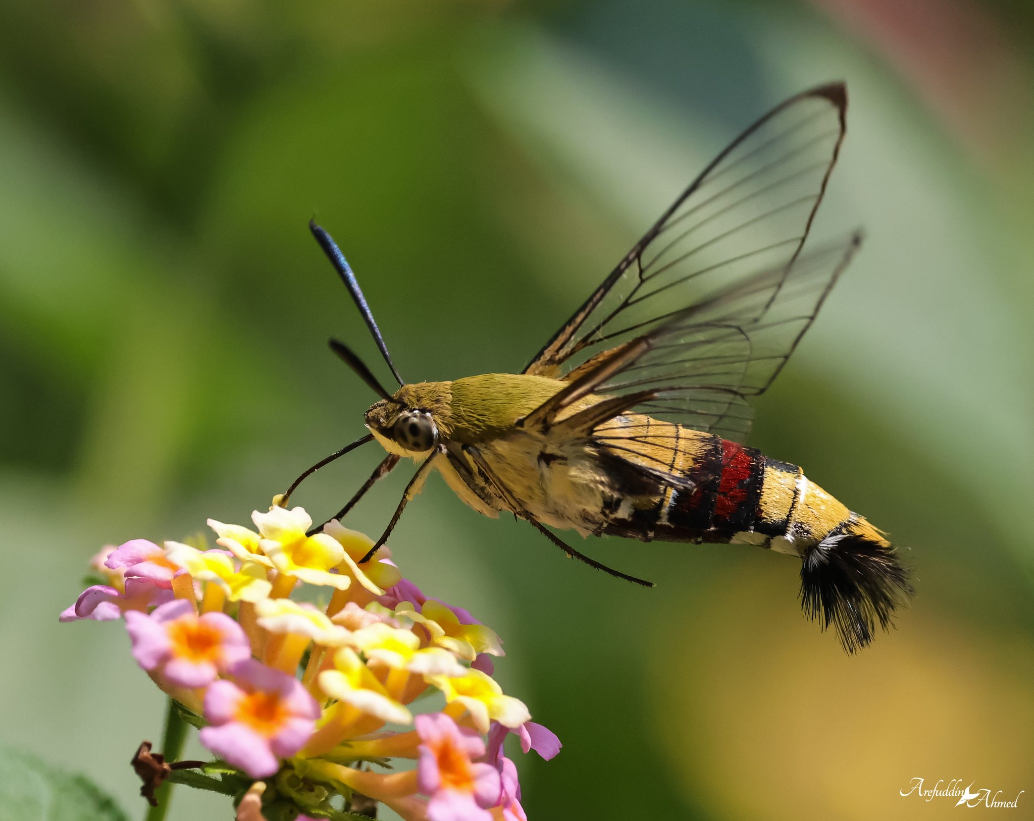 Cephonodes hylas