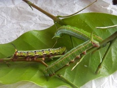 Cephonodes hylas