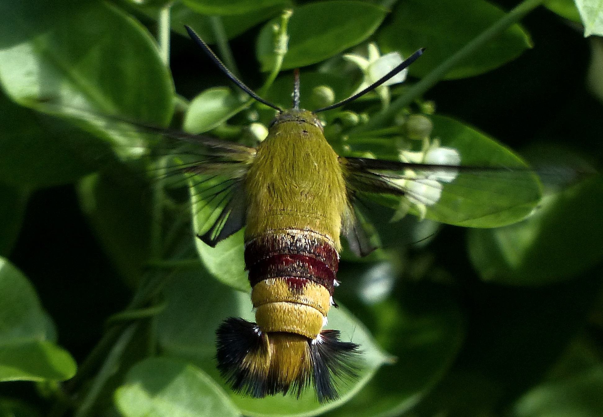 Cephonodes hylas