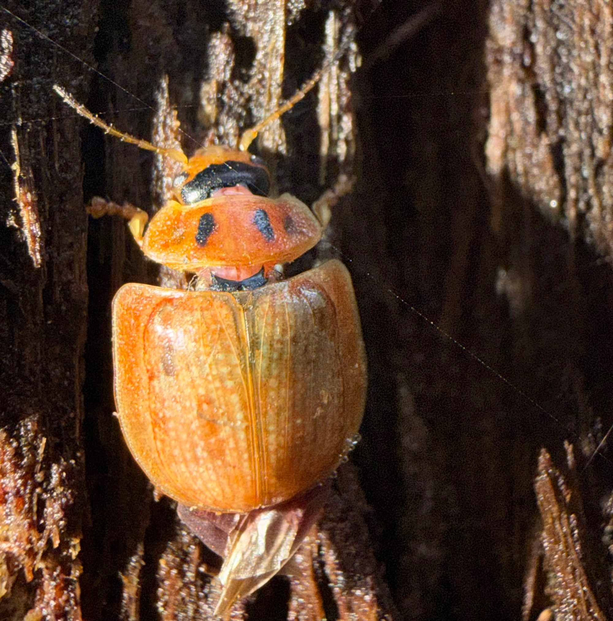 Paropsisterna bimaculata