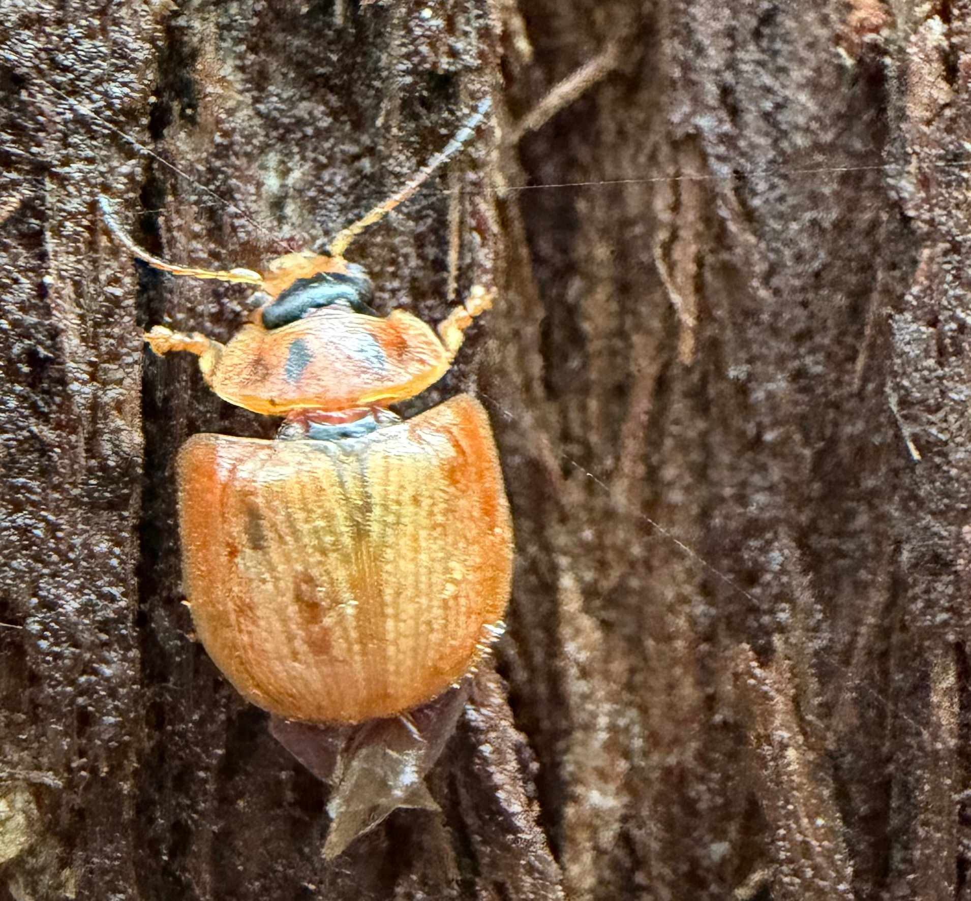 Paropsisterna bimaculata