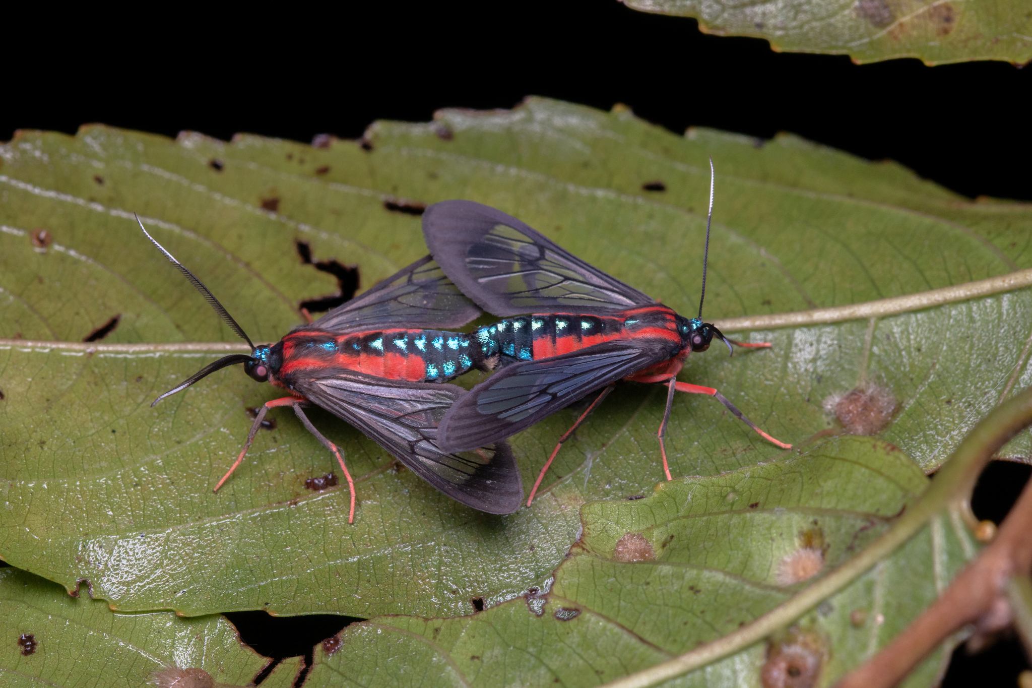 Cosmosoma auge