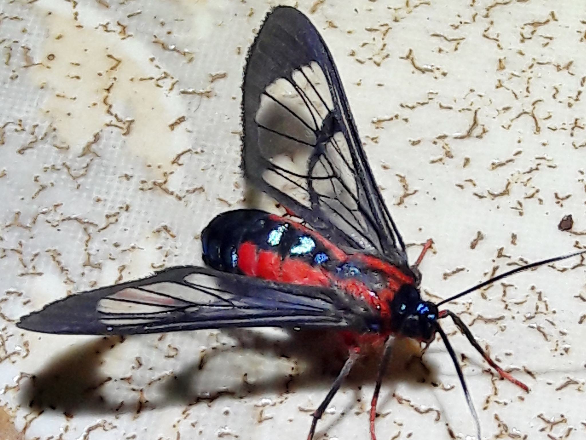 Cosmosoma auge