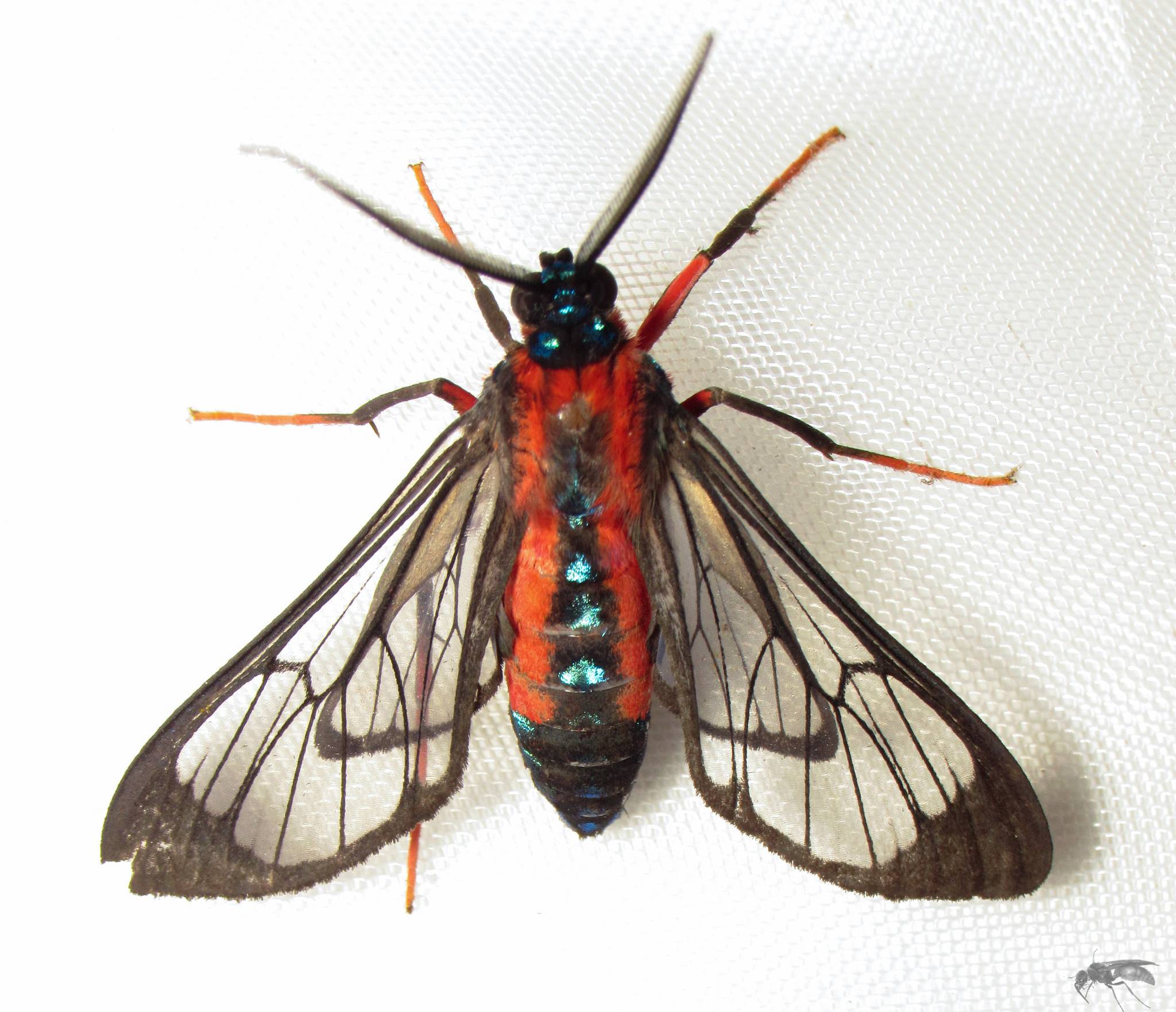 Cosmosoma auge